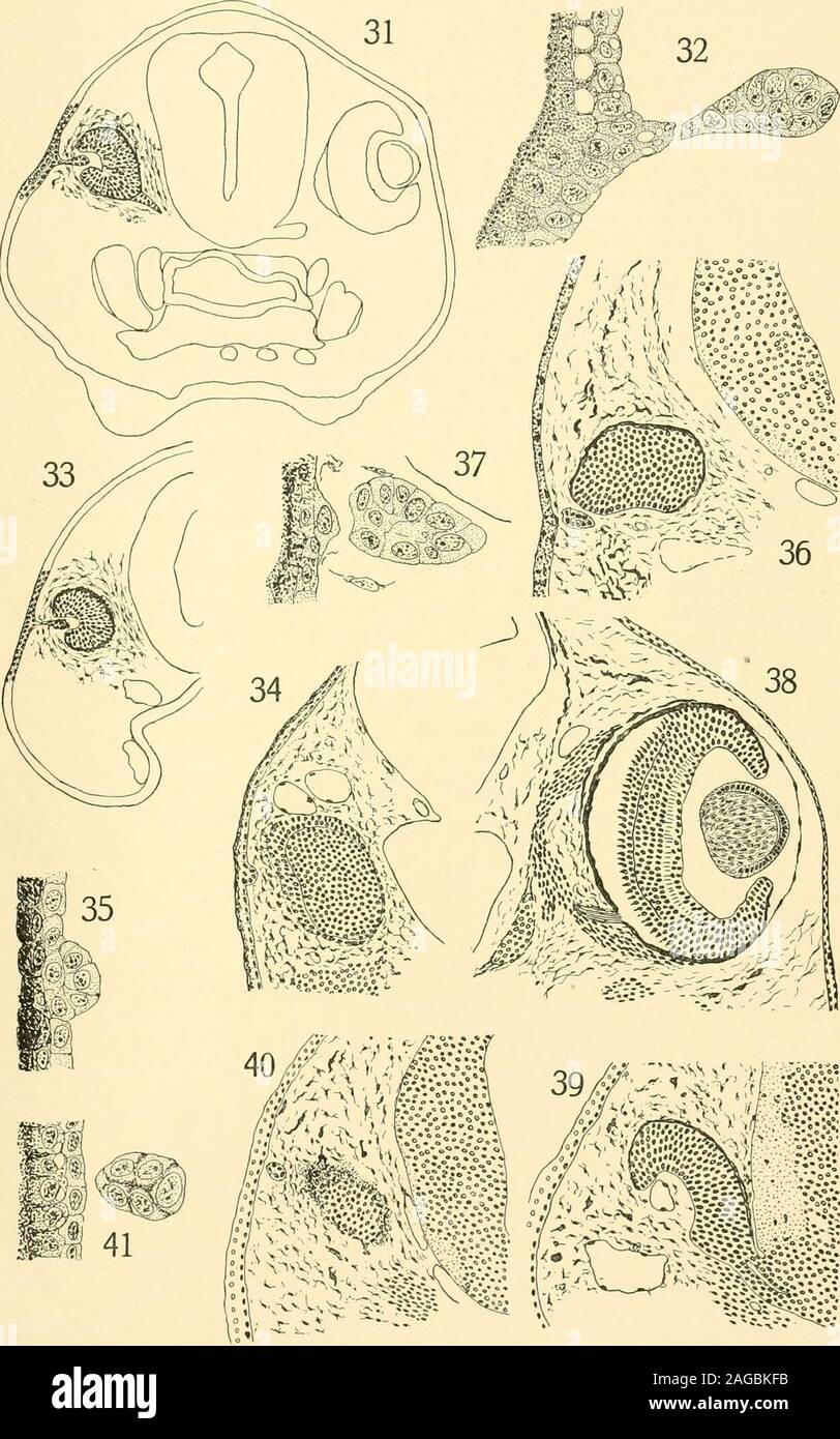 . The American journal of anatomy. ye andlens-bud. The regenerated eye is separated from the ectoderm by mesenchyme.There is an artificial separation of the lens-bud from the inner layer of theectoderm. X 90 diameters. Fig. 37. Experiment DL30. Lens-bud more highly magnified. X 360diameters. Fig. 38. Experiment DL30. Section through normal left eye and lens.X 90 diameters. Fig. 39. Experiment DF-^. Embryo rana palustris killed 5 days afterpartial extirpation of the right optic vesicle. Section through regeneratedright eye showing attachment to brain and separation from ectoderm bymesenchyme. T Stock Photo