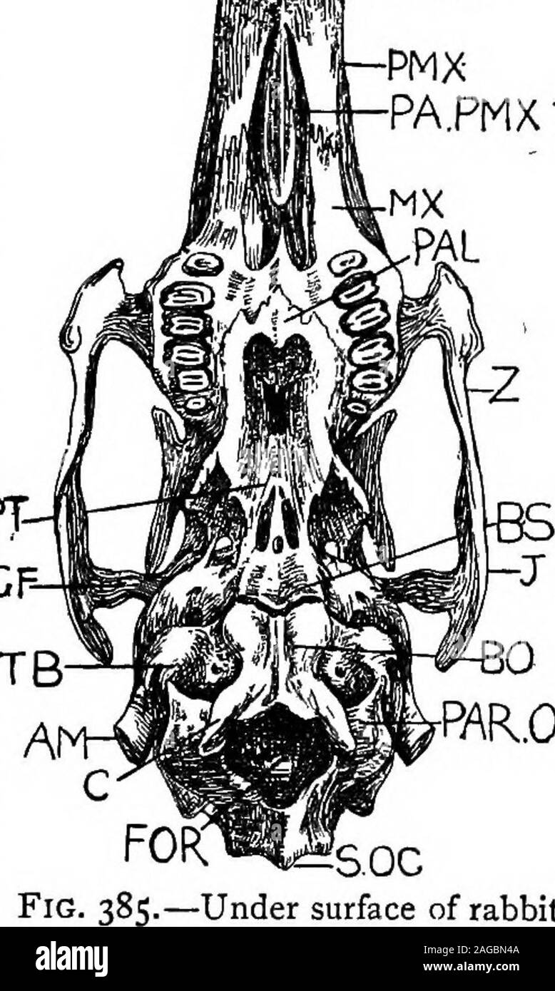 . Outlines of zoology. e lie from be- ff MMt! PA PMX hind forwards the following » i«i!H»«.l« components: — The median ?raBtmuii m basioccipital; the median MrllwHl -^-^fX basisphenoid, which lodgesthe pituitary body in a dorsaldepression called the sellaturcica; the paired alisphen-oids fused to the sides of thebasisphenoid ; the median pre-sphenoid, which forms thelower margin of the optic errforamen between the two orbits ; the paired orbitosphen- Qp oids, fused to the presphenoid. sutured to the alisphenoidsand squamosals, and surround-ing the optic foramen; thevertical pterygoids attached Stock Photo
