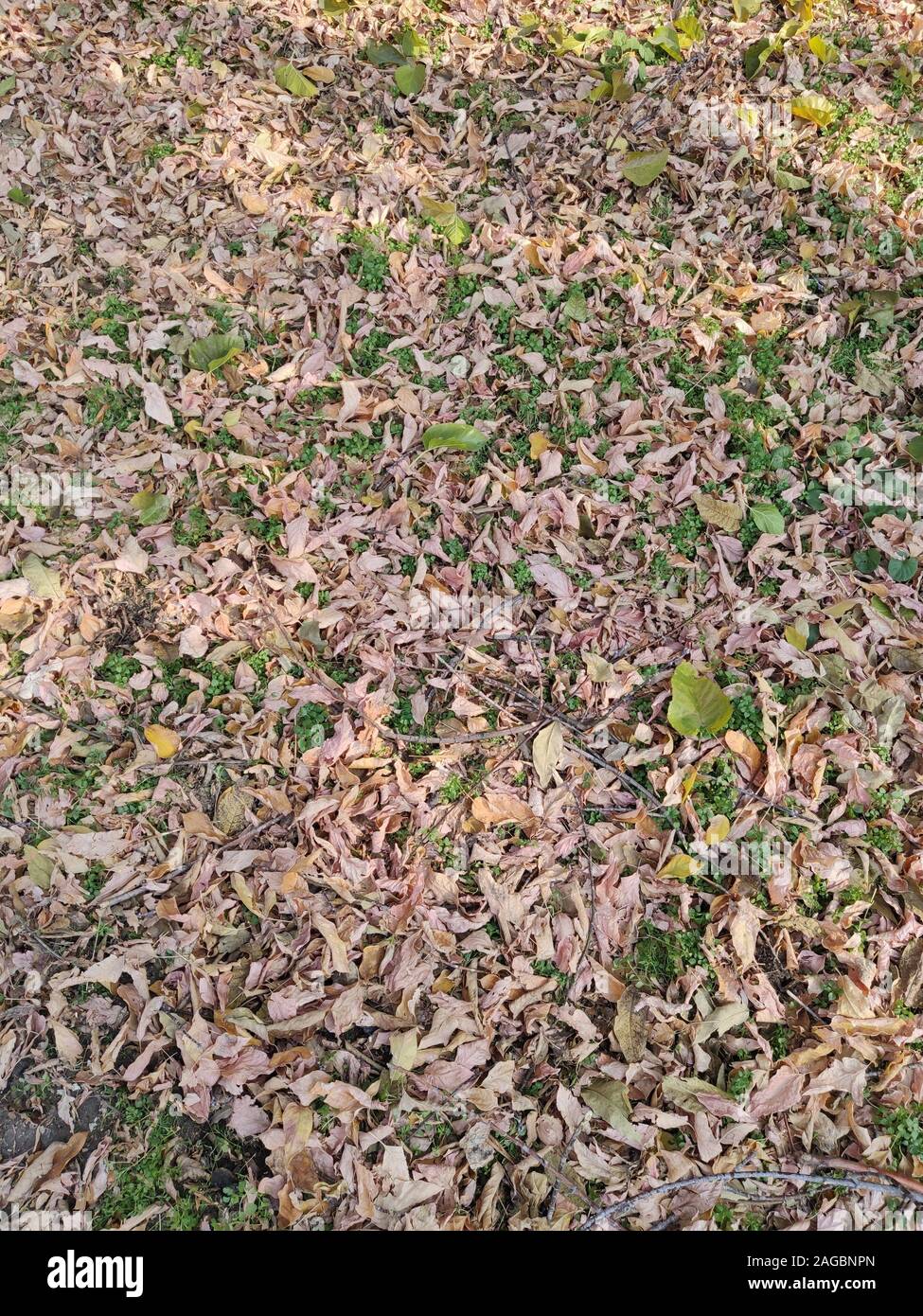 Beautiful background of autumn leaves fallen on the ground with ...