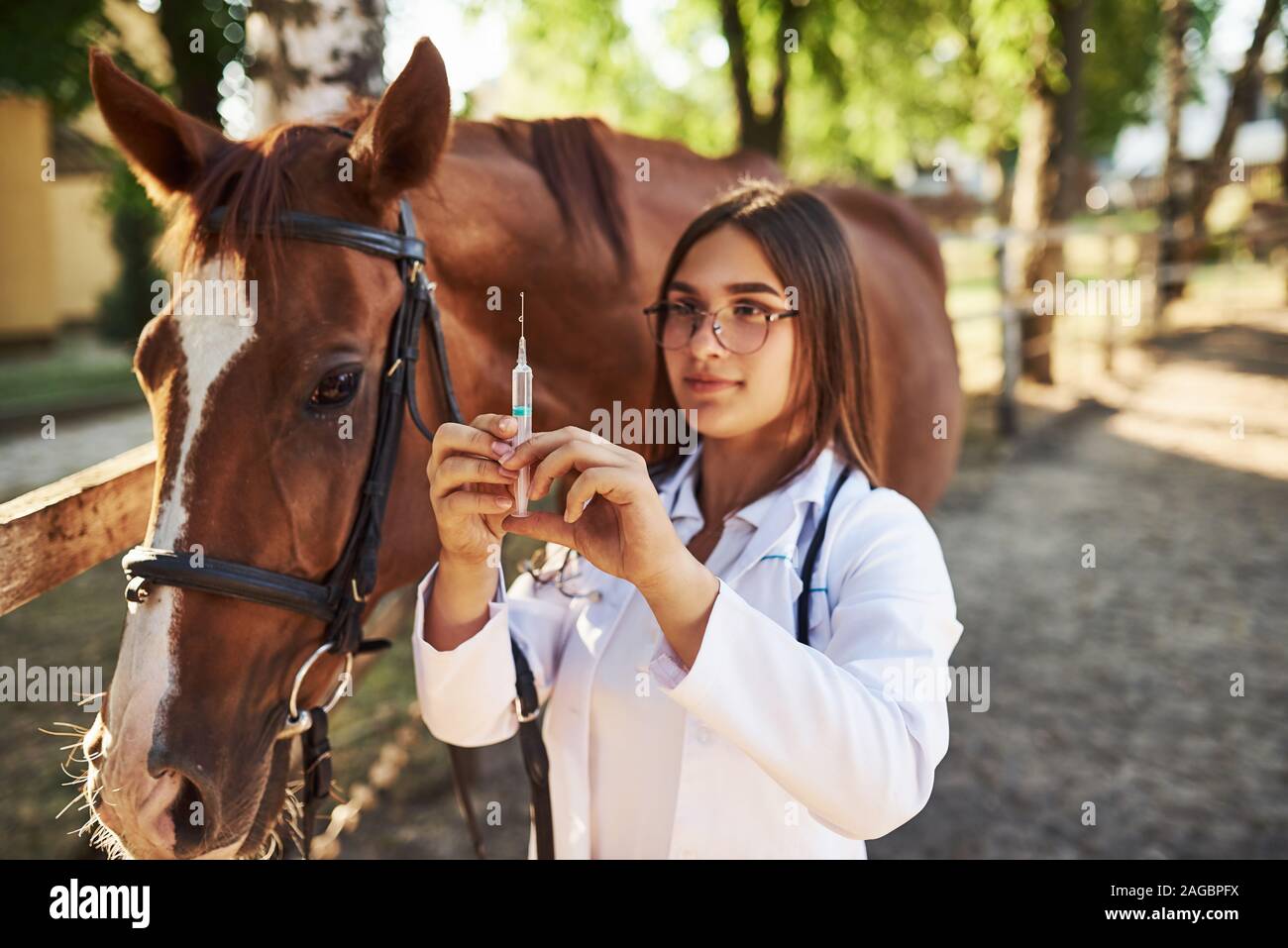 Looks at syringe. Female vet examining horse outdoors at the farm at