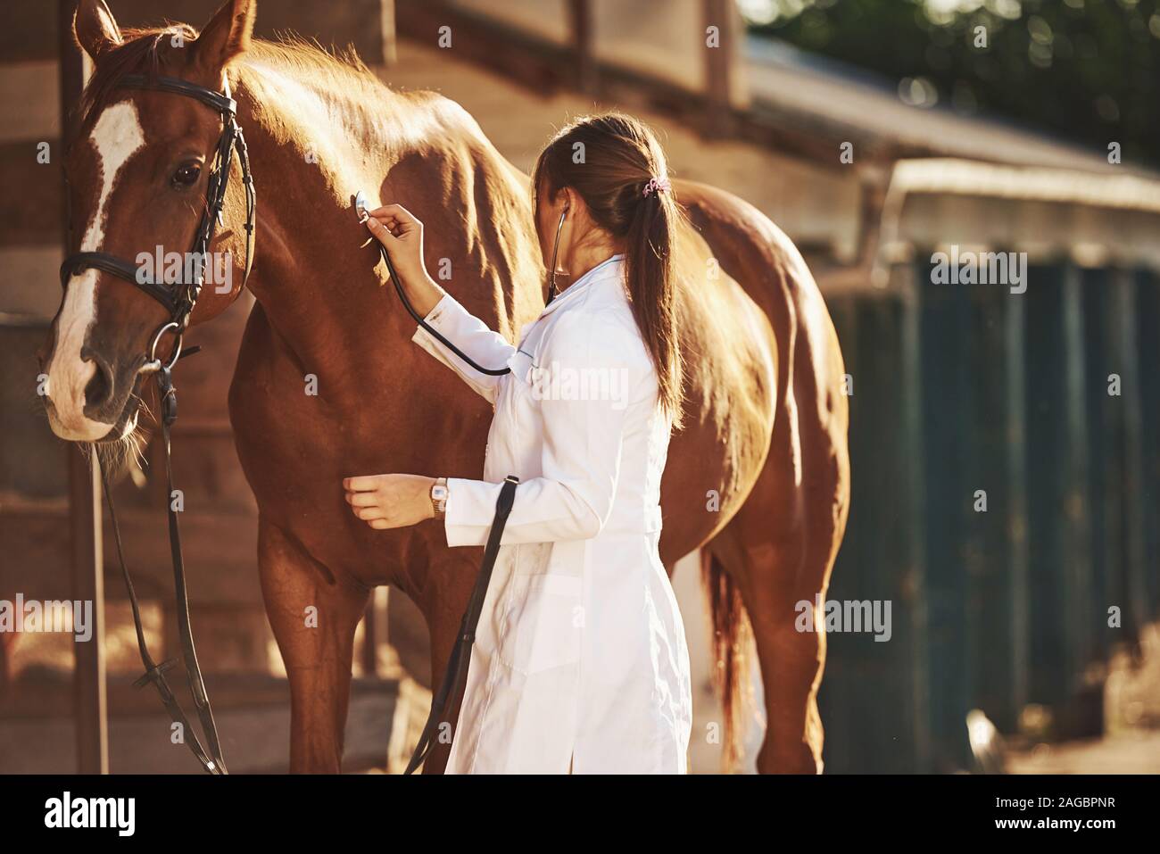 Using stethoscope. Female vet examining horse outdoors at the farm at