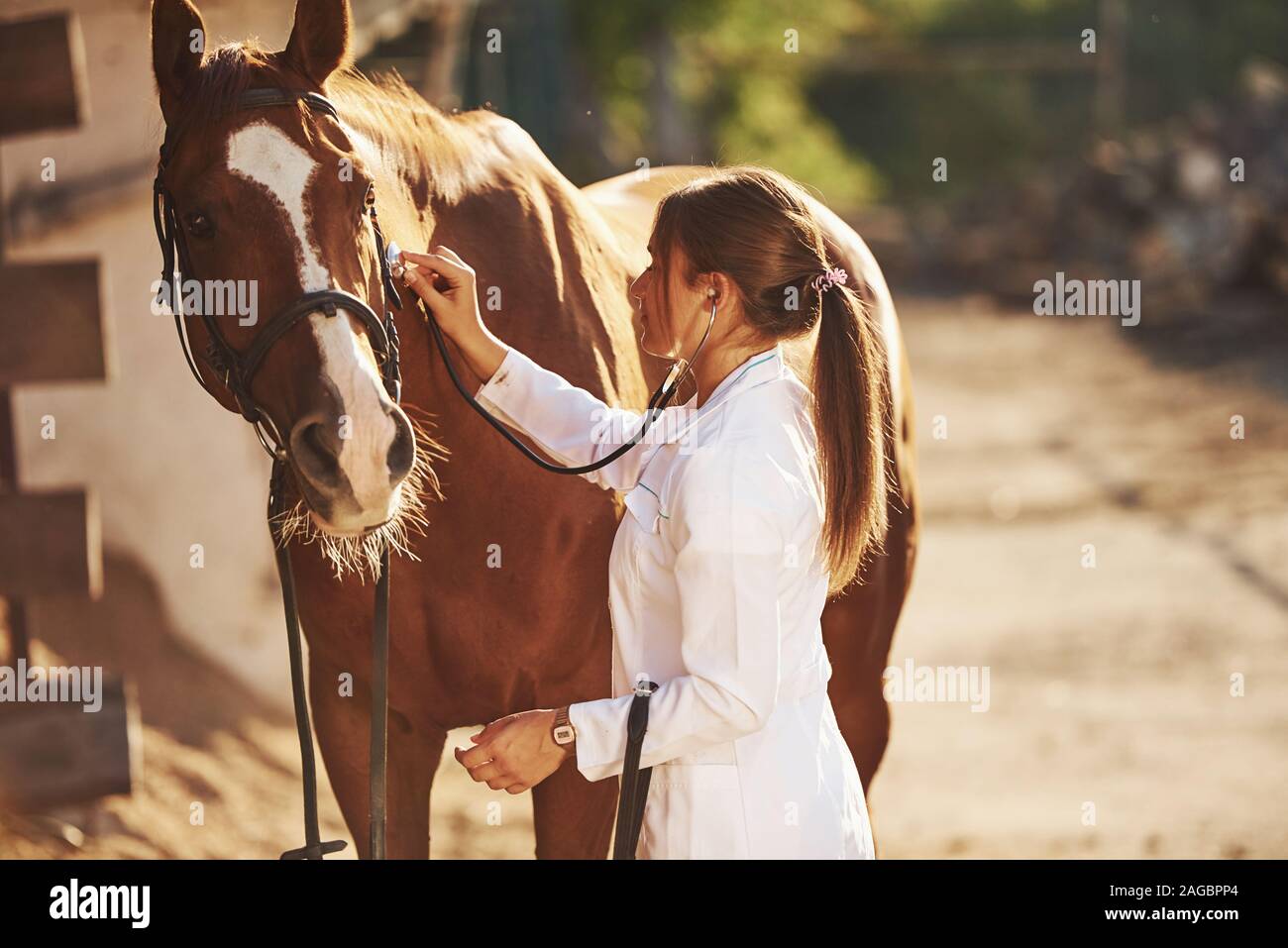Using stethoscope. Female vet examining horse outdoors at the farm at