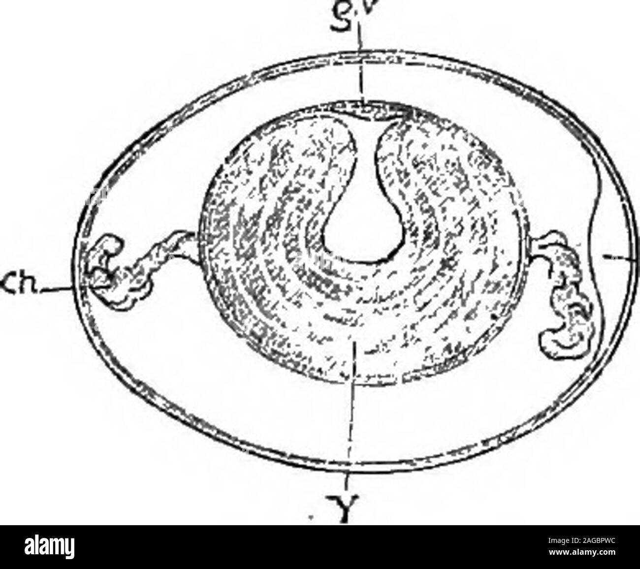 . Outlines of zoology. ances, known re-spectively as white and yellow yolk.The white yolk forms a central flask-shaped mass, and occurs also as thinconcentric layers in the yellow yolk. The minimum temperature atwhich a hens egg will develop nor-mally is 28° C. If the temperaturefall below this, development stops. In early stages the interruption maylast for days without fatal results,though always with a tendency toinduce subsequent abnormalities.Towards the end of incubation morethan a days cooling is usually quite fatal. On the upper surface of the yolk, in whatever position the egg beheld, Stock Photo