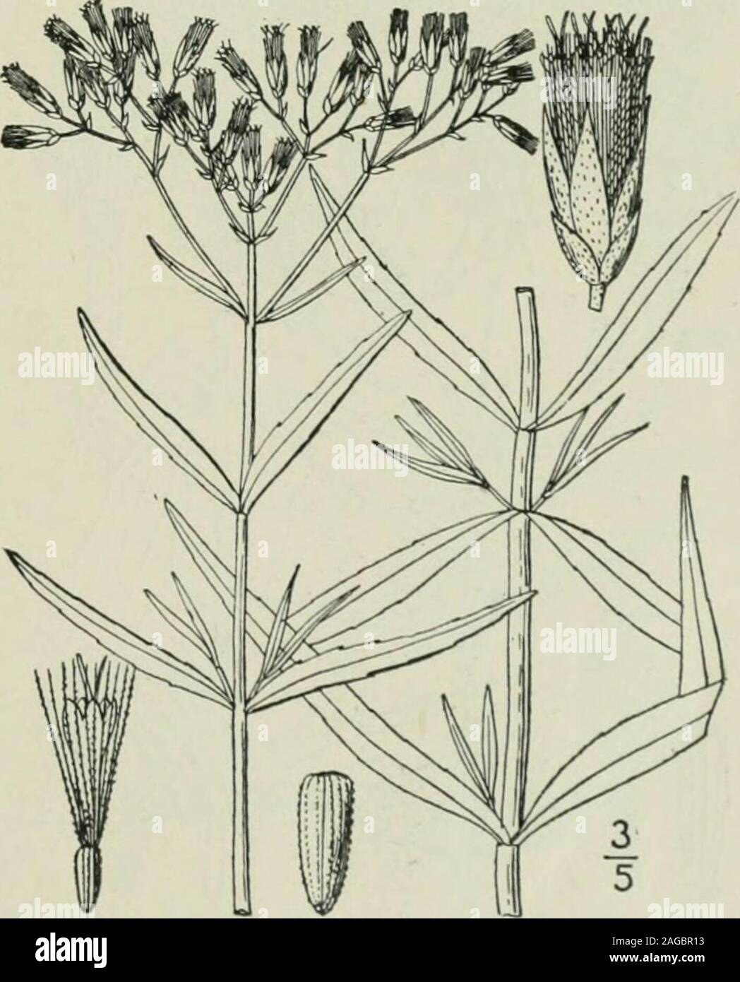 . An illustrated flora of the northern United States, Canada and the British possessions : from Newfoundland to the parallel of the southern boundary of Virginia and from the Atlantic Ocean westward to the 102nd meridian. 6. Eupatorium leucolepis T. & G. White-bracted Thoroughwort. Justice-weed.Fig. 4157.E. leucolepis T. & G. Fl. N. A. 2 : 84. 1841. Slender, puberulent, branched above, i°-2°high. Leaves opposite, sessile, linear, oblongor oblong-lanceolate, glaucous green, rough onboth sides, thick, blunt-pointed, sparingly ser-rate, or the upper entire, i-3 long, 2-$ wide,obscurely 3-nerved a Stock Photo