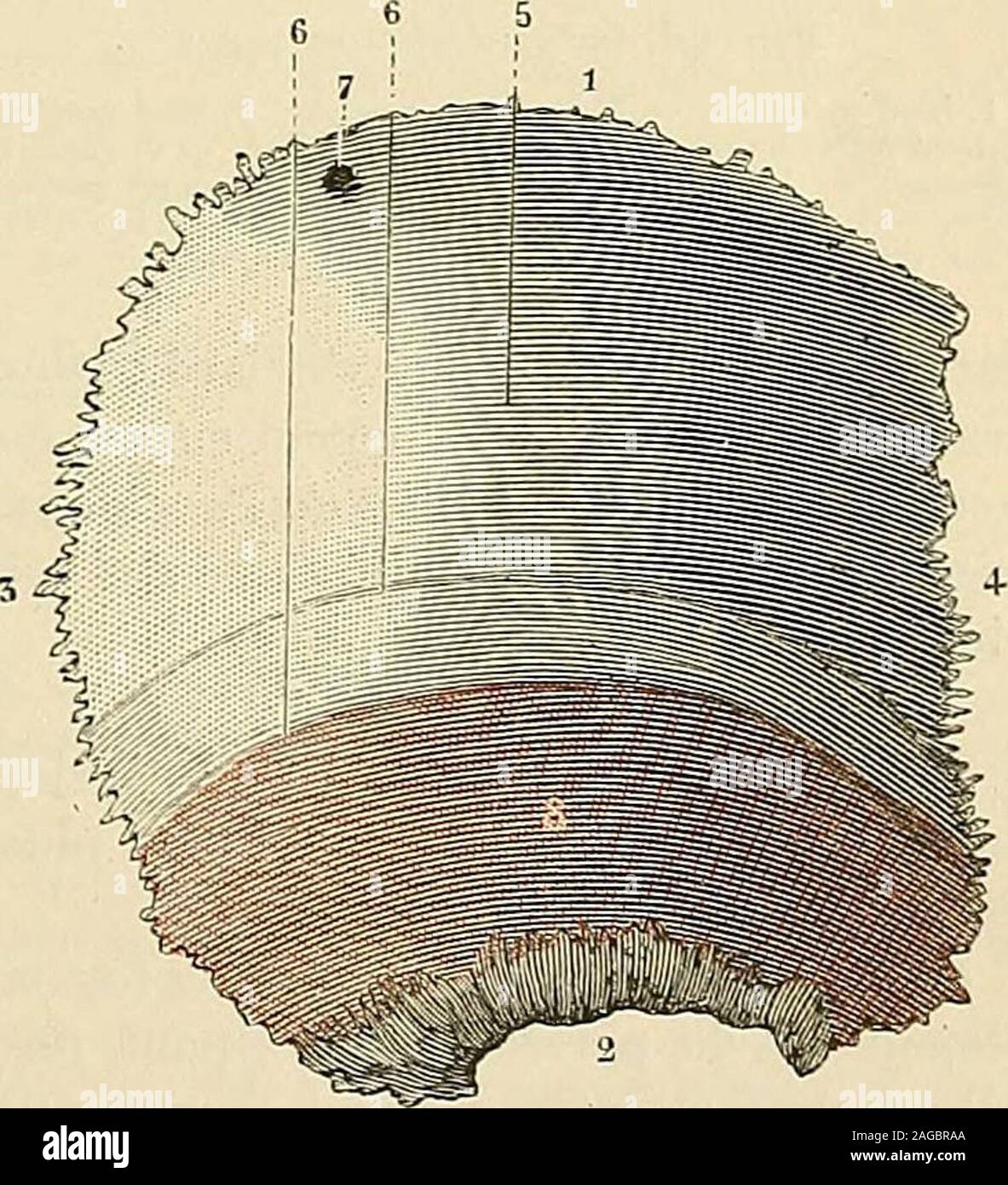 . Traité d'anatomie humaine : anatomie descriptive, histologie, développement. rontal, en avant de loccipital. Il a uneforme assez régulièrement quadrilatèreet présente par conséquent : deux faces,que lon distingue en externe et interne,quatre bords et quatre angles. .1° Face externe ou exocranienne.— La face externe (fig. 111), fortementconvexe, nous présente à son centreune saillie arrondie, la bosse pariétale,beaucoup plus marquée chez lenfantque chez ladulte. — Au-dessous delle,se voient deux lignes courbes, demi-circulaires et à peu près concentriques,dont la concavité regarde en bas et e Stock Photo