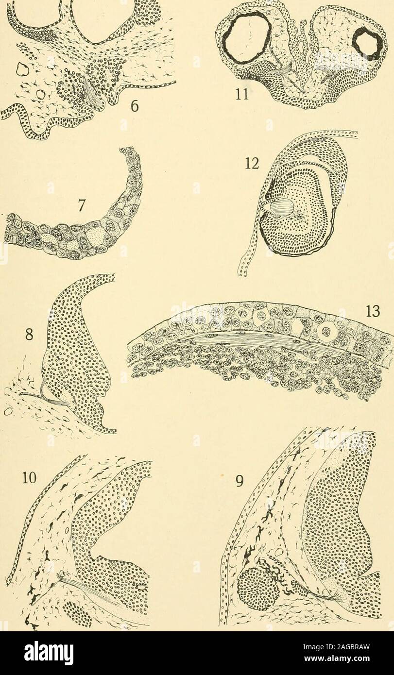. The American journal of anatomy. with nerve-fibers passing out into the mesenchyme from the latter. Theectoderm in the mid dorsal region dips down into the mesenchyme in theregion from which the brain was removed. X 45 diameters. Fig. 12. Experiment Sp, . Embryo of amblystoma killed 16 days afterhaving had the nasal pit of another embryo transplanted beneath the ecto-derm in the region dorsal to the right eye. Section through right eye andtransplanted nasal pit. Where the nasal pit is in contact with the outerlayer of the optic cup this portion of the outer layer is free from pigmentand in p Stock Photo