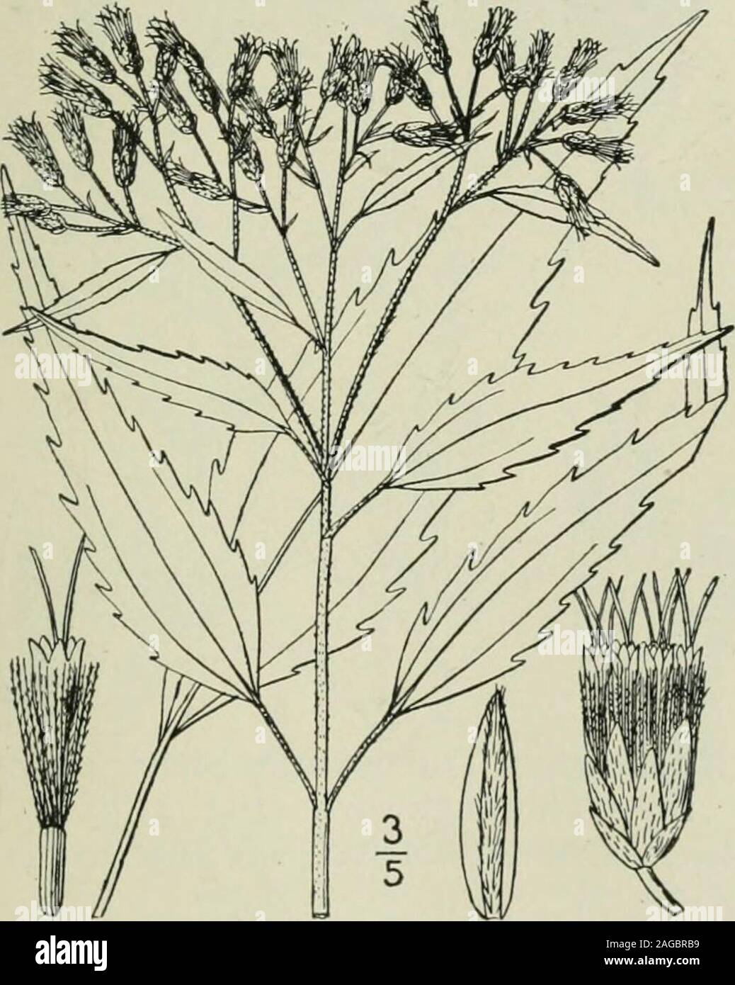 . An illustrated flora of the northern United States, Canada and the British possessions : from Newfoundland to the parallel of the southern boundary of Virginia and from the Atlantic Ocean westward to the 102nd meridian. 6. Eupatorium leucolepis T. & G. White-bracted Thoroughwort. Justice-weed.Fig. 4157.E. leucolepis T. & G. Fl. N. A. 2 : 84. 1841. Slender, puberulent, branched above, i°-2°high. Leaves opposite, sessile, linear, oblongor oblong-lanceolate, glaucous green, rough onboth sides, thick, blunt-pointed, sparingly ser-rate, or the upper entire, i-3 long, 2-$ wide,obscurely 3-nerved a Stock Photo
