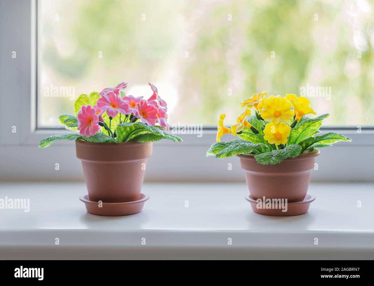 Yellow Primrose Flowers High Resolution Stock Photography And Images Alamy