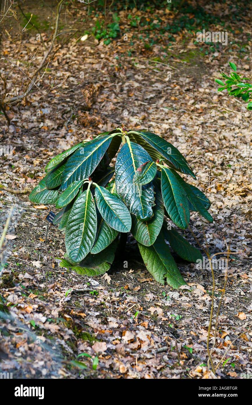 Rhododendron sinogrande hi-res stock photography and images - Alamy