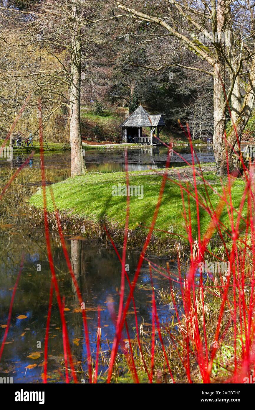 Colourful Cornus (dogwood) trees in front of the lake with the wooden Boat House at Bodnant Gardens, Tal-y-Cafn, Conwy, Wales, UK Stock Photo