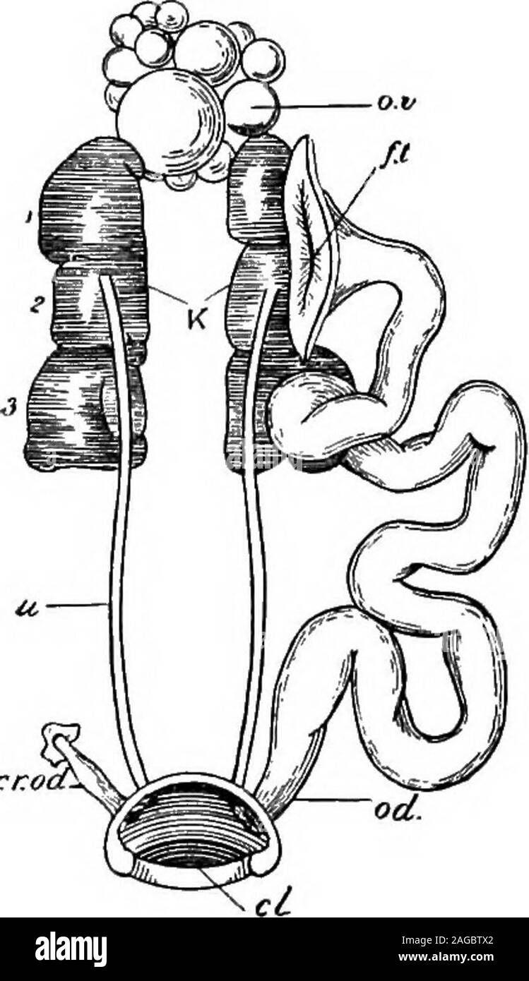 . Outlines of zoology. ir-sacs ;in either case, expiration is the more active part of therespiratory process. Excretory system.—The kidneys are three-lobed, andlie embedded in the pelvis. They receive blood from thedorsal aorta by renal arteries, and the filtered blood leavesthem by renal veins which unite with femorals and renalportals to form the iliacs, or, we may almost say, the inferiorvena cava. But the kidney also receives a little venous-blood from branches of the femoral veins. Thus, thereis just a hint of a renal-portal system, which does notoccur in Mammals. The kidneys are metaneph Stock Photo