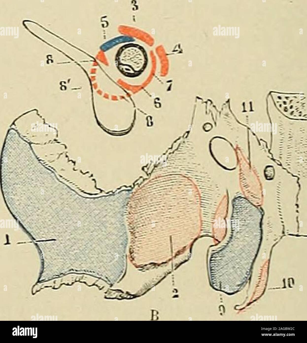 . Traité d'anatomie humaine : anatomie descriptive, histologie, développement. Fi&lt;r. 103. Insertions musculaires sur le sphénoïde : A. los, vue antérieure ; B. ios. vue inférieure; C. pourtour du trou optique et de la fente sphéooïdale.(Pour la signification des chiffre?, voir le texte ci-dessous relatif aux insertions musculaires.) externe (2). — Sur les petites ailes : le relevcur de la paupière supérieure (3). le grand oblique (4),le droit supérieur (5 le droit inférieur (6), le droit interne (7). le^roit externe (8), ces troisderniers par lintermédiaire du tendon de Zinn. Le droit exte Stock Photo