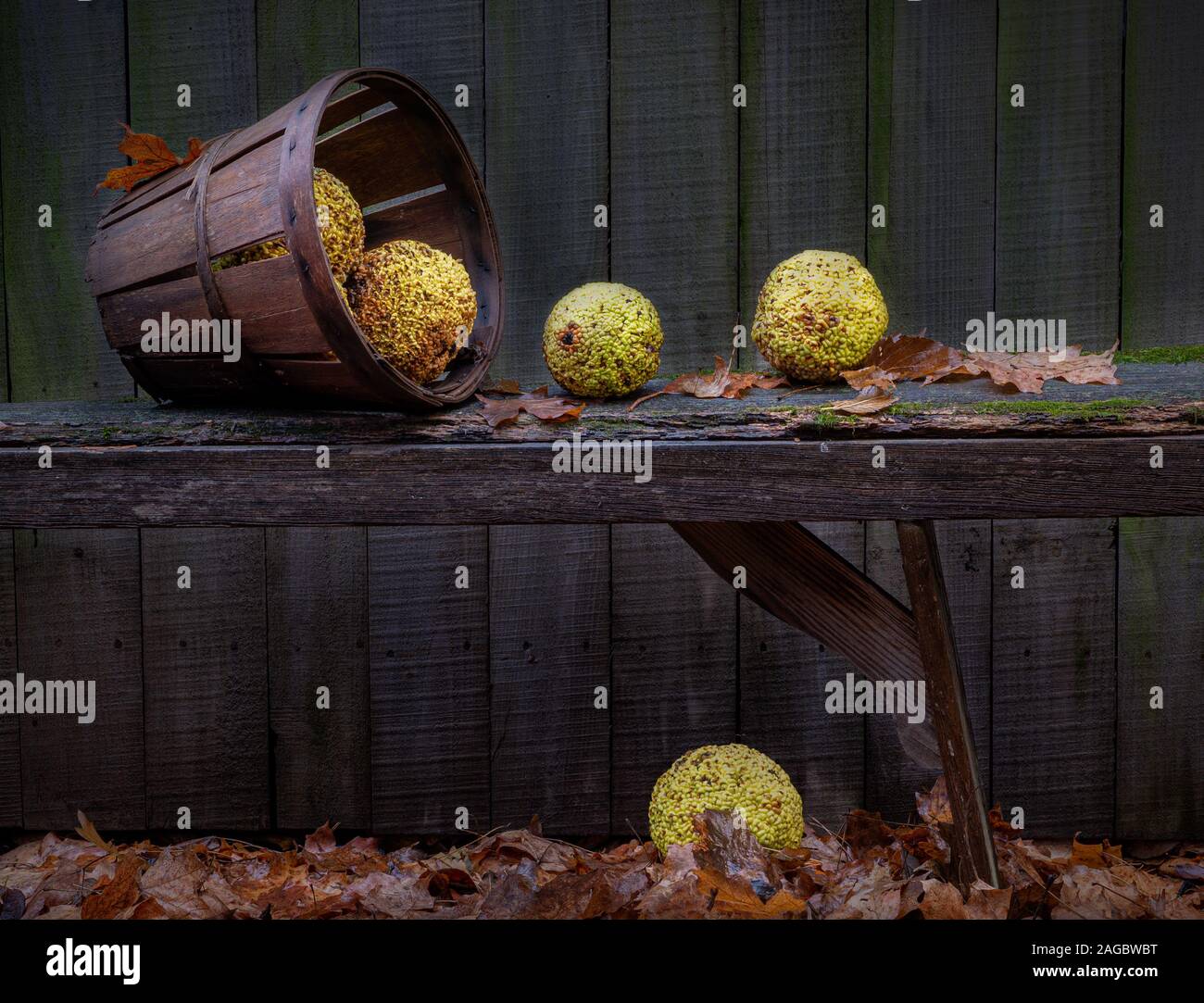 Spilled basket of Osage oranges on old bench in autumn. Osage oranges are the fruit of the tree Maclura pomifera. Stock Photo