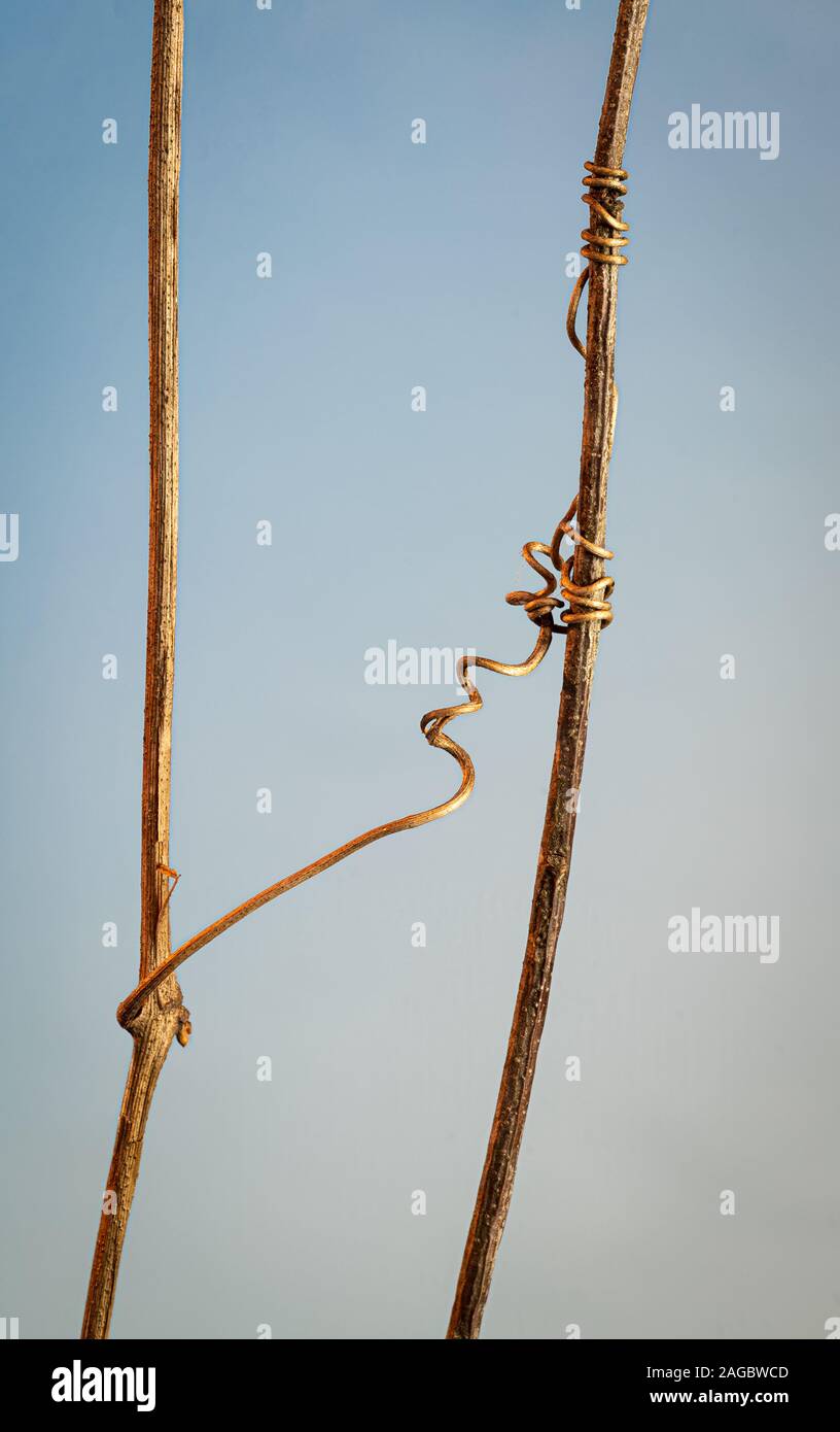 Tendril from a vine entangled around a twig of another plant. Stock Photo