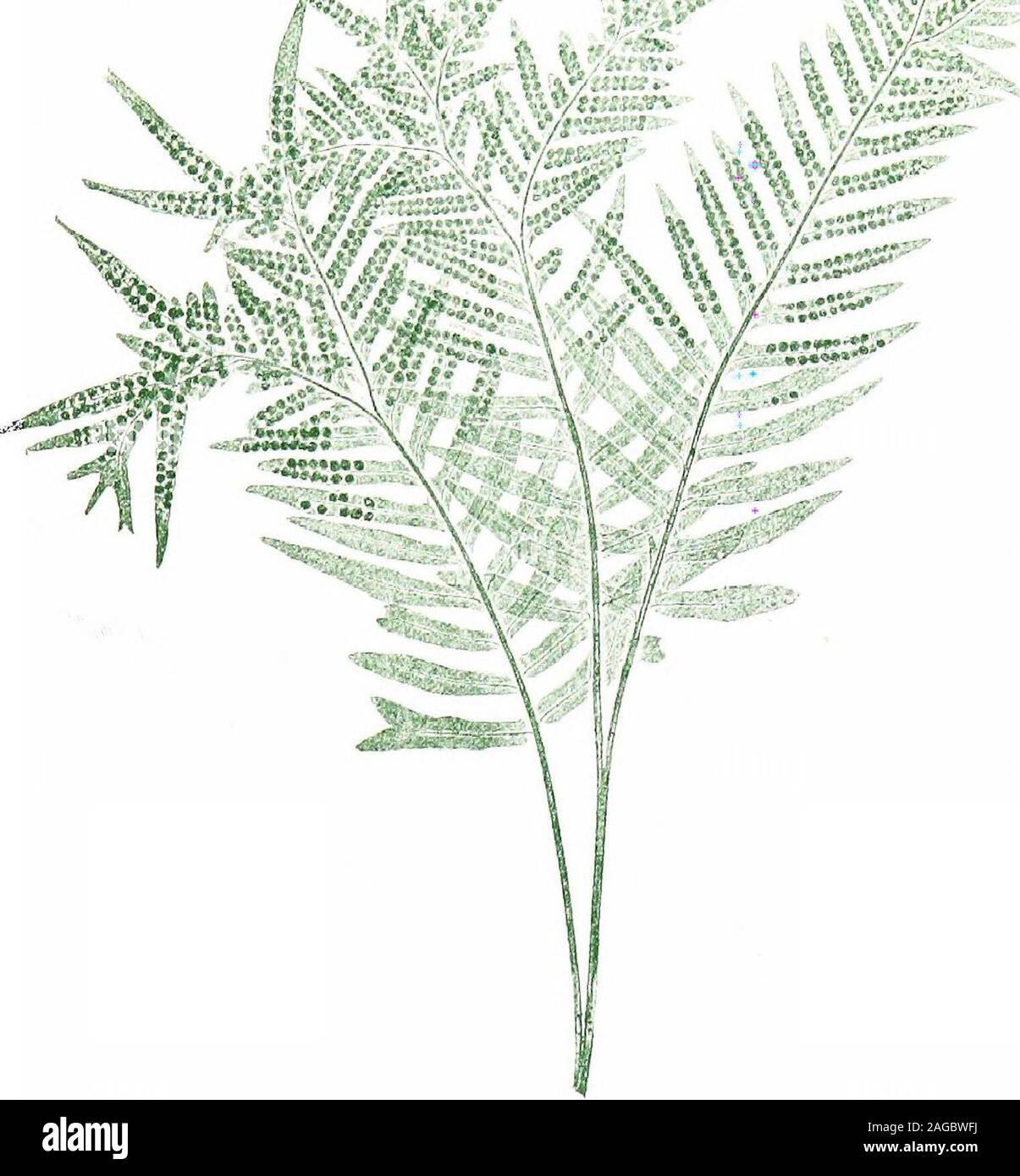 . British ferns and their varieties. XLII POLYPODIUM VULGARE, VUT. GRANDICEPS FoX 348 BRITISH FERNS XLIII Ramosum C. Hillman. Hants, i860. By Mr. Wollaston. -.. %. j^ Vf4 P , &gt;V. XLIII POLYPODIUM VULGARE, VCtr. RAMOSUM HlLLMAN 350 BRITISH FERNS XLIV Congestum Preston ( Woll.)Mr. R. P. Preston, Yelland, Carnforth. Lancashire. 1S71. 11 in.Syn. Prestonii {Moore) Mr. Barnes records the discovery in the north of the followingplumose forms of the species :—Prestonii, found in 1871 on thelimestone range called Warton Crag, Lancashire, by Mr. Preston,of Yelland ; Barrowii, found in 1874 near Wither Stock Photo