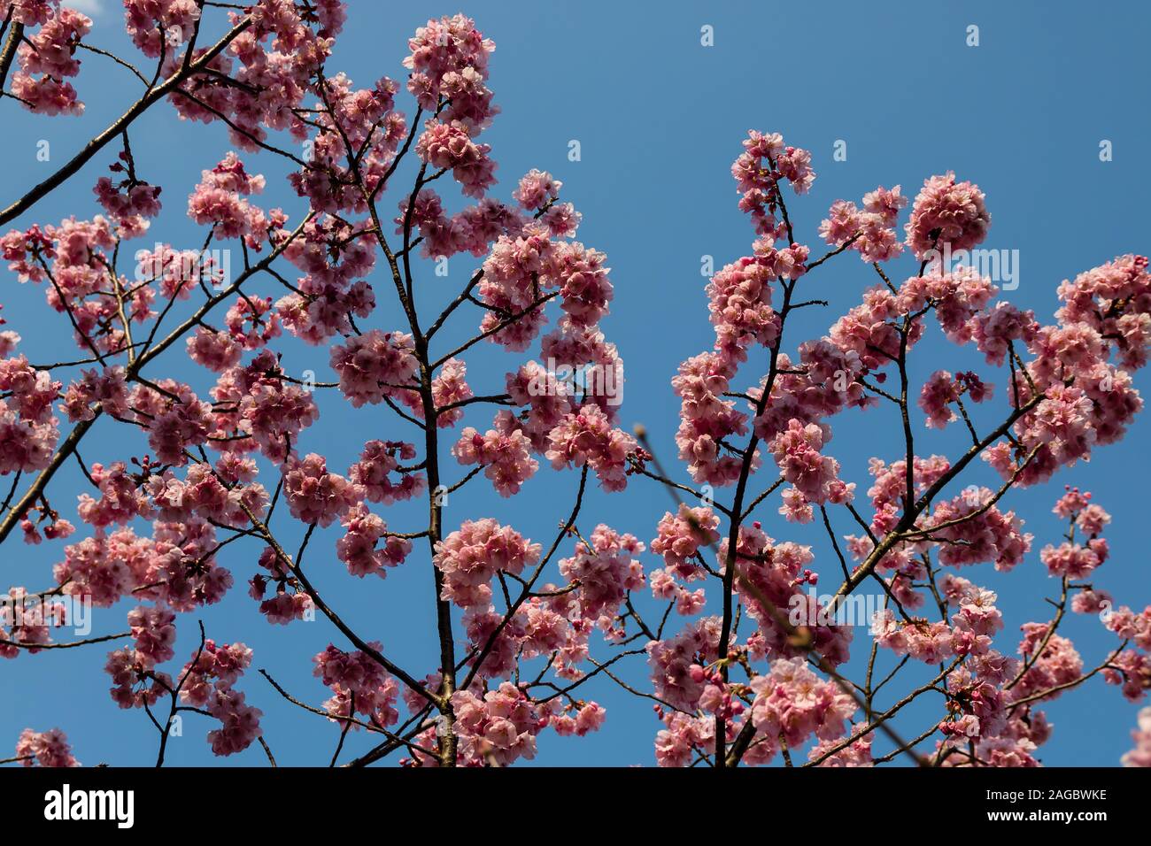 Gentle pink flowers of cherry blossom on the blue sky background Stock ...