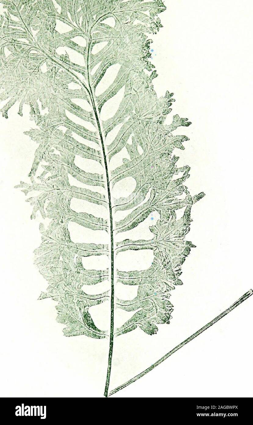 . British ferns and their varieties. XLI POLYPODIUM VULGARE, Var. GLOMERATUM MULLINS 346 BRITISH FERNS XLII Grandiceps (Barnes)Mrs. Fox, Liverpool. Lancashire. 1868. Under glass by Mr. Hodgson. The history of this variety wasfor many years obscure,—but through the exertions of Mr. Barnesand Mr. Hartley, the uncertainty has at last been removed ; theoriginal plant is in the possession of Mrs. J. K. Hodgson, ofUlverstone. •?? * :. XLII POLYPODIUM VULGARE, VUT. GRANDICEPS FoX 348 BRITISH FERNS XLIII Ramosum C. Hillman. Hants, i860. By Mr. Wollaston. -.. %. j^ Vf4 P , &gt;V Stock Photo