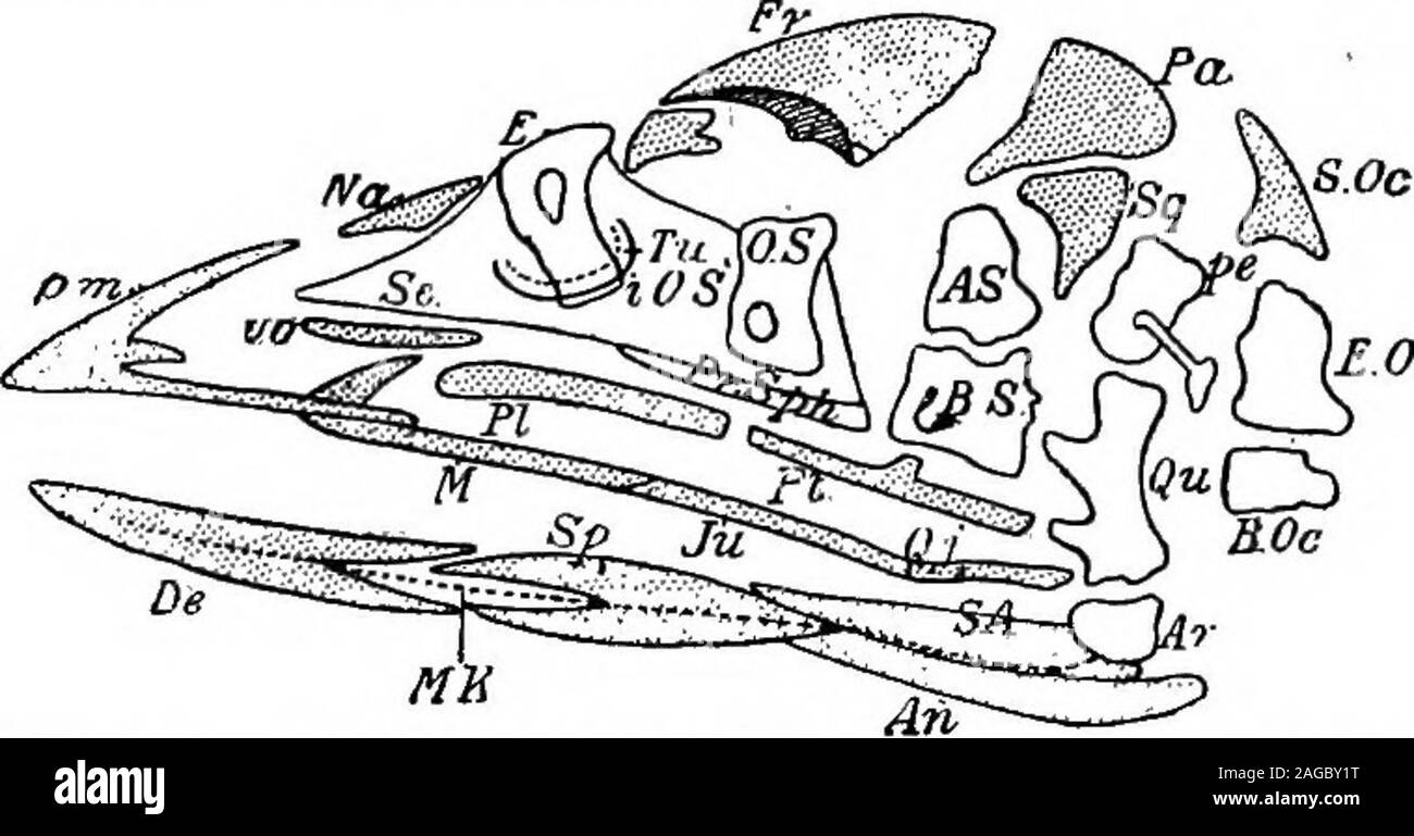 . Outlines of zoology. Kir -62 -Entire skeleton of condor, showing the relative positions?^ ? of the chief bones. SKELETON. 659 toes (perforati muscles) are stretched automatically when the ankle is. bent in perching. In some birds, an ambiens muscle, inserted on thefront of the pubis, is continued down the anterior side of the femur,and its tendon, bending round the knee to the opposite side of the tibia,is inferiorly connected with the tendon of the flexor of the second orthird toe, or with the third and fourth. It has nothing to do withbending the first toe, and its importance has been exag Stock Photo