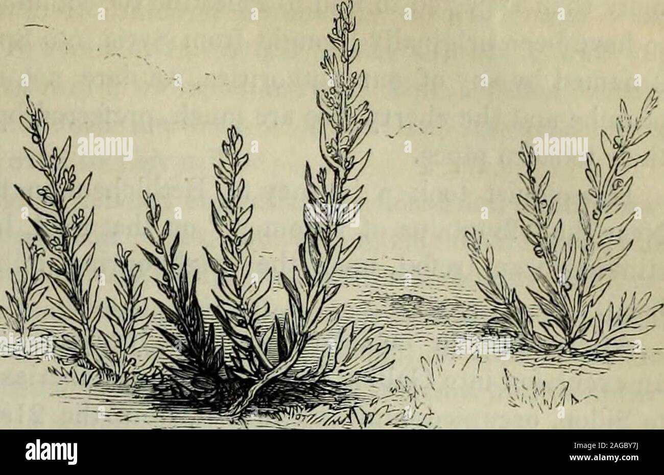 Palestine The Physical Geography And Natural History Of The Holy Land Urticn Pilttlifira P Allium Pallens 1 Trifotium Glubusum T Tomentosum T Resupinatum R Ephedra Distachia S See The Account