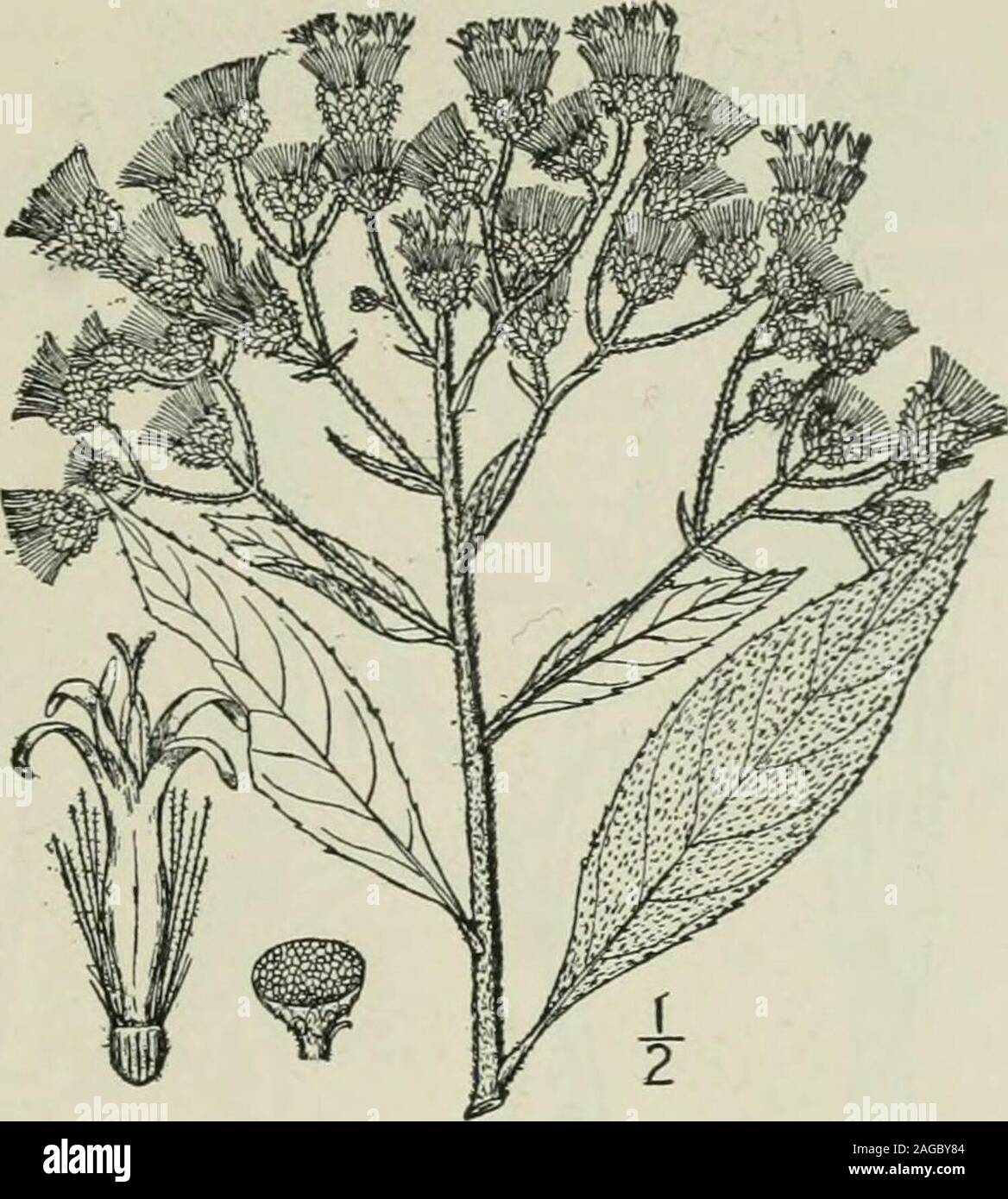 . An illustrated flora of the northern United States, Canada and the British possessions : from Newfoundland to the parallel of the southern boundary of Virginia and from the Atlantic Ocean westward to the 102nd meridian. on prairies, Ohio to Minne-sota, Nebraska, Kansas and Oklahoma. South-ern plants formerly referred to this speciesprove to be distinct. July-Sept. Vernonia corymbosa Schwein., rangingfrom Manitoba to western Nebraska, hasbroader leaves but is otherwise similar. Genus i. THISTLE FAMILY. 353 7. Vernonia Baldwinii Torr. BaldwinsIron-weed. Fig. 4146. V. Baldwinii Torr. Ann. Lye. Stock Photo
