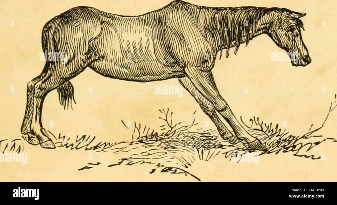. The horse : its varieties and management in health and disease. - en X &lt; a 6 C^ THE HORSE ITS VARIETIES AND MANAGEMENTIN HEALTH AND DISEASE REVISED AND ENLARGED GEORGE ARMATAGE, M.R.C.V.S. Formerly Lecturer in the Albert and Glasgow Veterinary Colleges AUTHOR OF THE HORSE DOCTOR, THE CATTLE DOCTOR, ETC. WITH FULL.PAGE AND OTHER ILLUSTRATIONS. LONDON FREDERICK WARNE AND CO. AND NEW YORK1896 PREFACE. The value of the horse stock of the United Kingdom,constituting so large a proportion of the national wealth,is a sufficient inducement for a study of the causeswhich deteriorate the standard o Stock Photo
