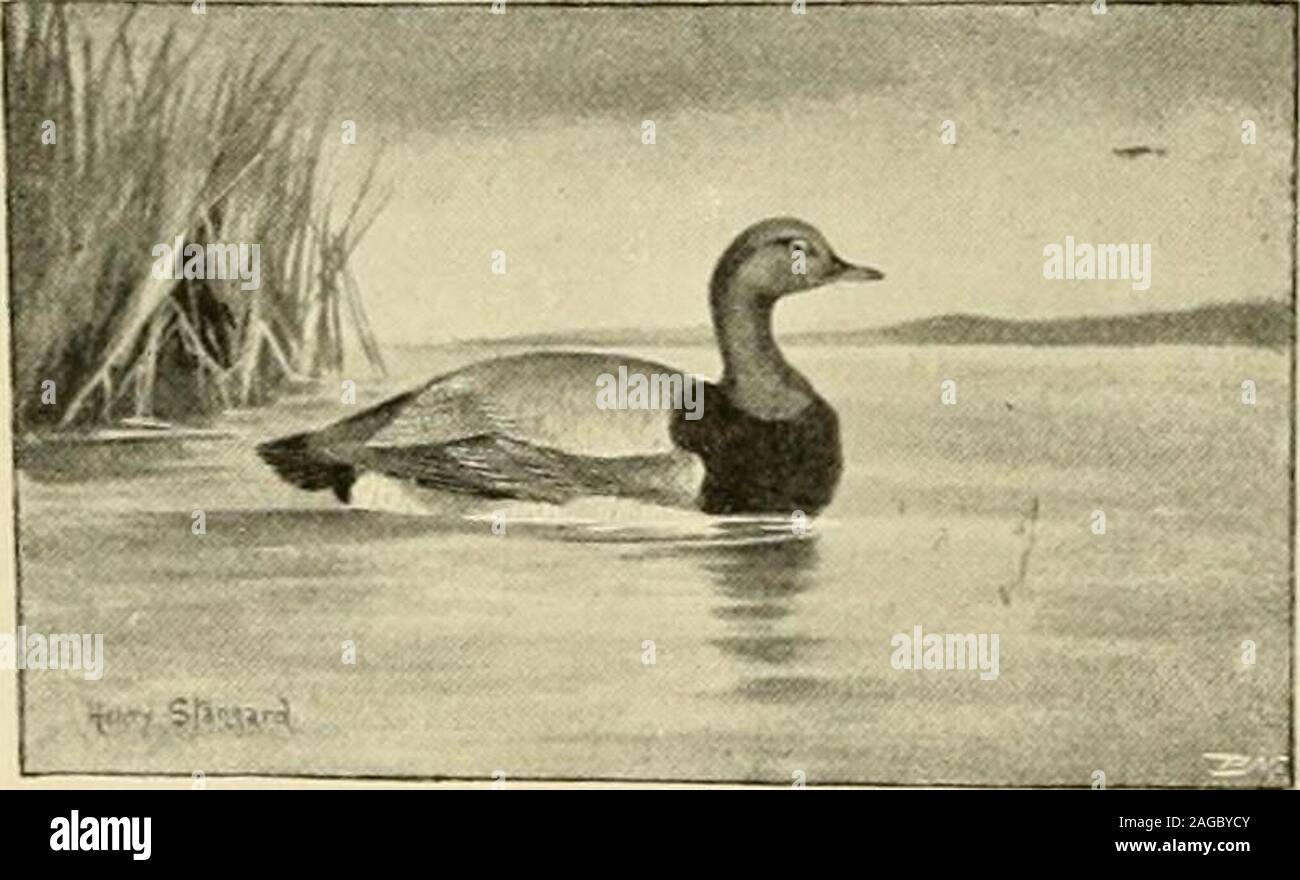 . The encyclopaedia of sport. F SPORT [pochard POCHARD-{Fi/ligiihiferina)—ln classify-ing the various species belonging to the duckfamily {Anattdie), from a consideration of theirhabits correlated with structure, naturalists arewont to distinguish the surface-feeding ducksfrom the diving ducks, and to place the latterapart in a genus {Fu/igu/a) which includesthe pochard, white-eyed pochard, canvas-back,red-crested duck, scaup, tufted duck, andothers. In the former group are included thecommon mallard, gadwall, shoveller, pintail,wigeon, and many others which at one timewere all placed in the g Stock Photo