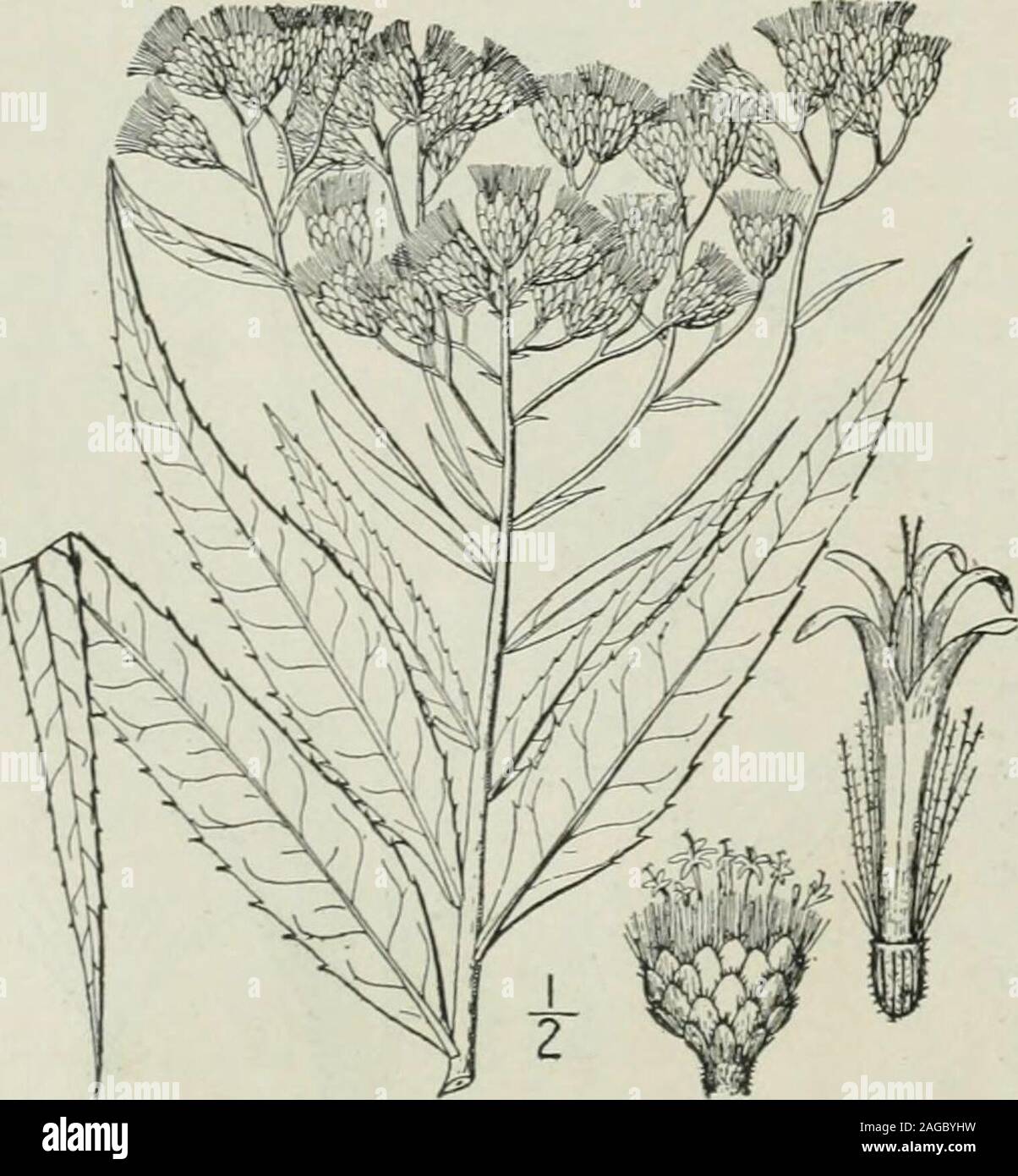 . An illustrated flora of the northern United States, Canada and the British possessions : from Newfoundland to the parallel of the southern boundary of Virginia and from the Atlantic Ocean westward to the 102nd meridian. 6. Vernonia fasciculata Michx.Western Iron-weed. Fig. 4145. Vernonia fasciculata Michx. Fl. Bor. Am. 2:94. 1803. Cacalia fasciculata Kuntze, Rev. Gen. PI. 970.1891. Glabrous, or puberulent above, 2°-6° high.Leaves firm, lanceolate or linear-lanceolate,long-acuminate, 3-6 long, 2-4 wide, gla-brous or nearly so on both surfaces; inflor-escence usually compact; heads short-pedun Stock Photo