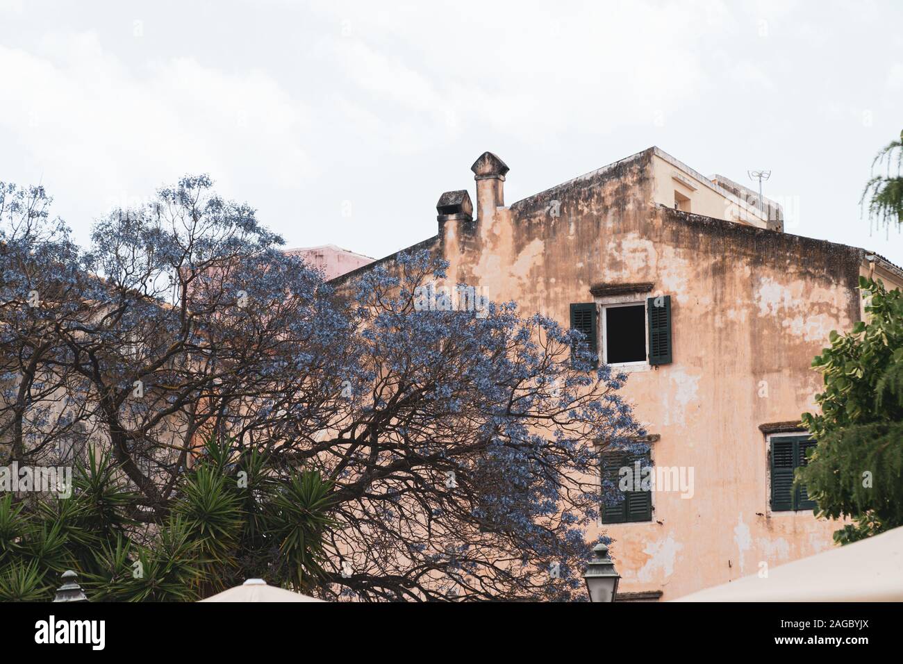 Wide shot of a purple leafed tree with an old house in the background Stock Photo