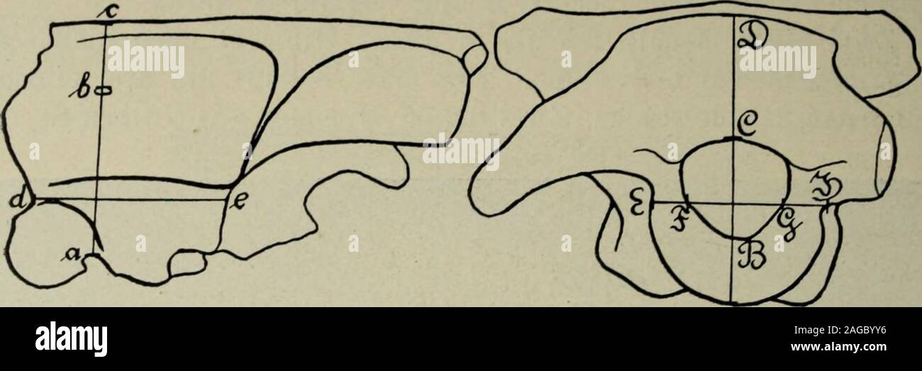 . Sitzungsberichte der Gesellschaft Naturforschender Freunde zu Berlin. Fig. 12. üben: Ausguß des sakralen Rückenmarks (von St 508».Unten: Ausguß der Gehirnhöhle (von Ki 124). ans Graben Ki, ebenfalls aus der mittleren Saurier-Schicht Alledrei stellen das Hinterhaupt dar und lassen teils von außen, teilsauch von innen die Anordnung der Nerven im Schädel ausgezeichneterkennen. Das mit Ki 124 gezeichnete Stück gab sogar die höchsterwünschte Gelegenheit, einen Ausguß der Hirnhöhle herzustellenund so auch darin einen Vergleich mit Stegosaurus zu ermöglichen.Das Exemplar ist von den dreien das größ Stock Photo