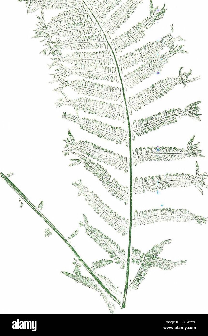 . British ferns and their varieties. XIV Digitata Mrs. Hodgson (Jones)Mrs. J. K. Hodgson, Ulverstone. Westmoreland. (Raised) 1875. 1 ft. 9 in. It is clearly to the credit of this variety, that with such strongnatural temptation to break out into extravaganceâas is evidentfrom the conduct of its pinna?âthe plant itself should never havelost its headâfor the apex of the frond shows no signs of crestingor even of furcation. Mrs. Hodgson writes : When found, itdid not show any digitate character, only a few of the pinnae werejust bifidâbut it was very young, only about eight inches high ; ithas go Stock Photo