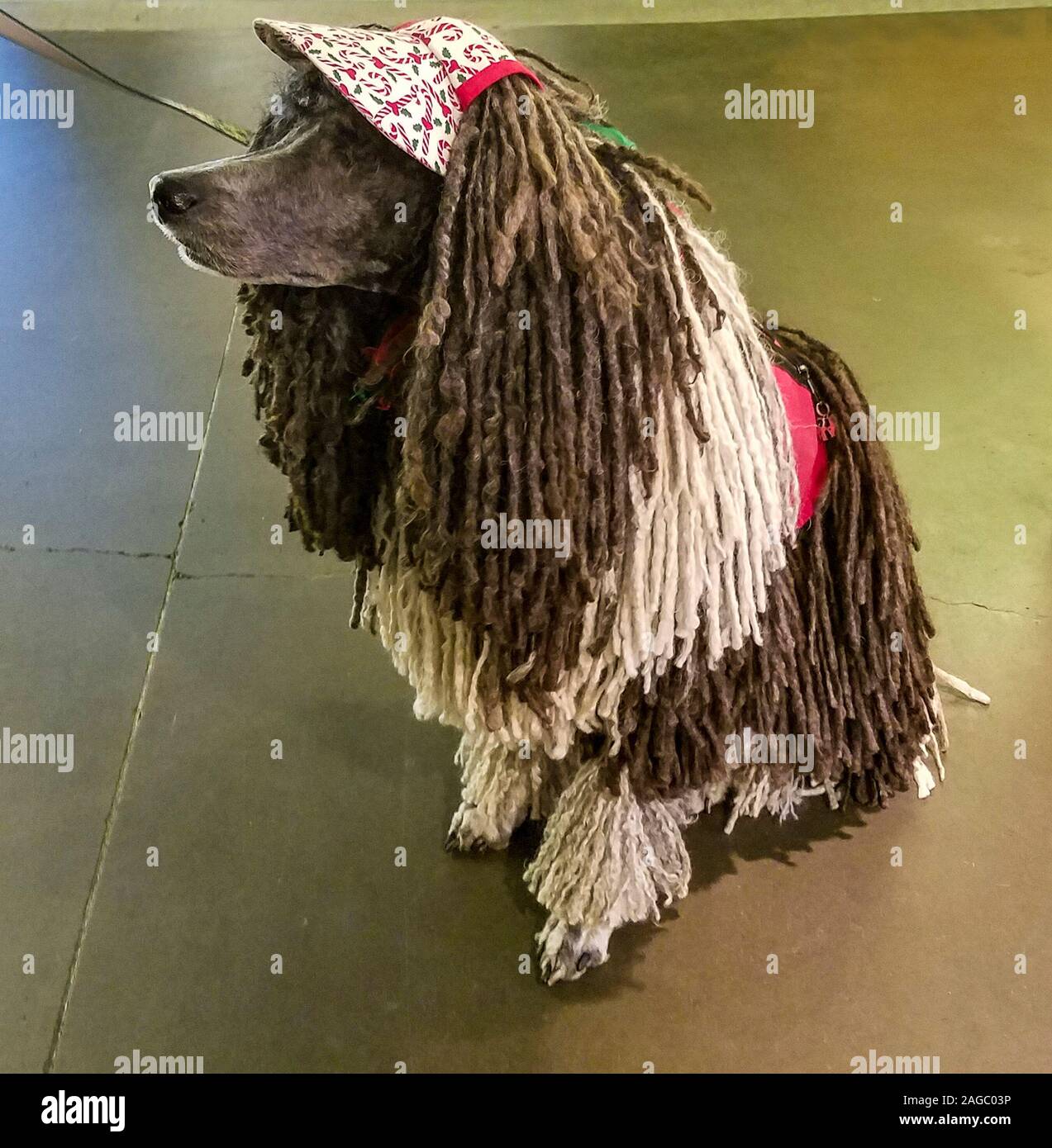 Poodle corded cheap coat