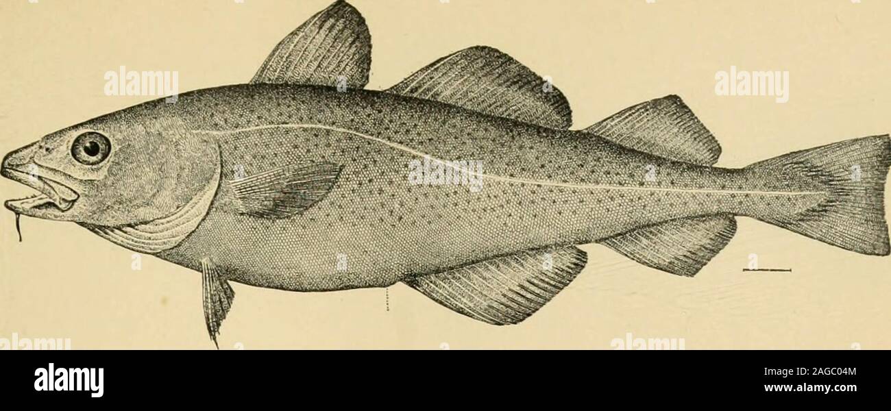 . Report of the Commissioner - United States Commission of Fish and Fisheries. SURF SMELT (Hypomesus pretiosus). Report U. S. F. C. 1893. Pacific Coast Fisheries. (To face page 304.) Plate 11.. COD (Gadus morrhua). Stock Photo