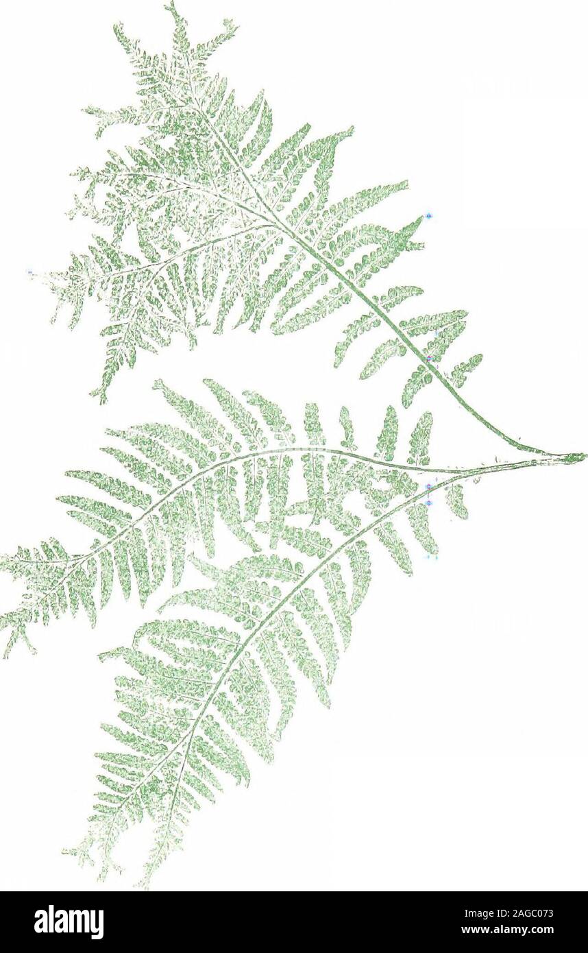 . British ferns and their varieties. I.ASTKF.A PSEUDO-MAS, rar CRISr A-CKTST ATA 32+ BRITISH FERNS XXXI Ramo-furcillata {Woli.)Mr. J. Dadds, Ilfracombe. N. Devon. 1864. Two plants of this variety were found, one more ramose thanthe other. The frond figured is from a seedling raised by Dadds.. - h-1 326 BRITISH FERNS XXXII Lastrea filix-mas, var. crispata Hodgson (Bai-iics)The late Mr. J. K. Hodgson, Ulverstone. Lancashire. 1864. 1 ft. 3 in. Syn. congesta ( Uoil.) Syn. fluctuosa {Shtnsfielct) Its dark green colour, crisped pinnules, and compact habit giveto a well-grown plant of this variety a Stock Photo