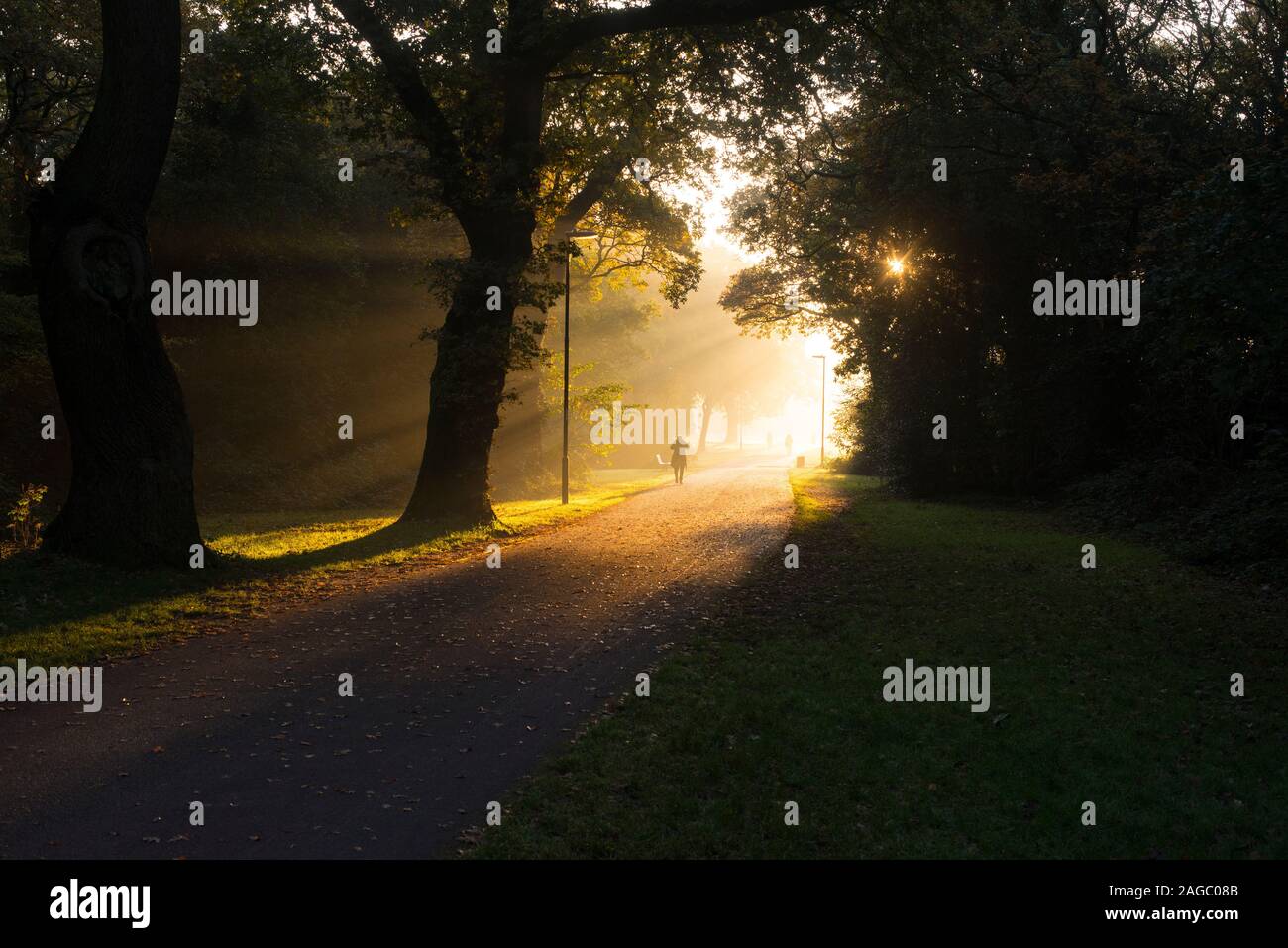 A path through trees on Southampton Common backlit on a misty morning. Stock Photo