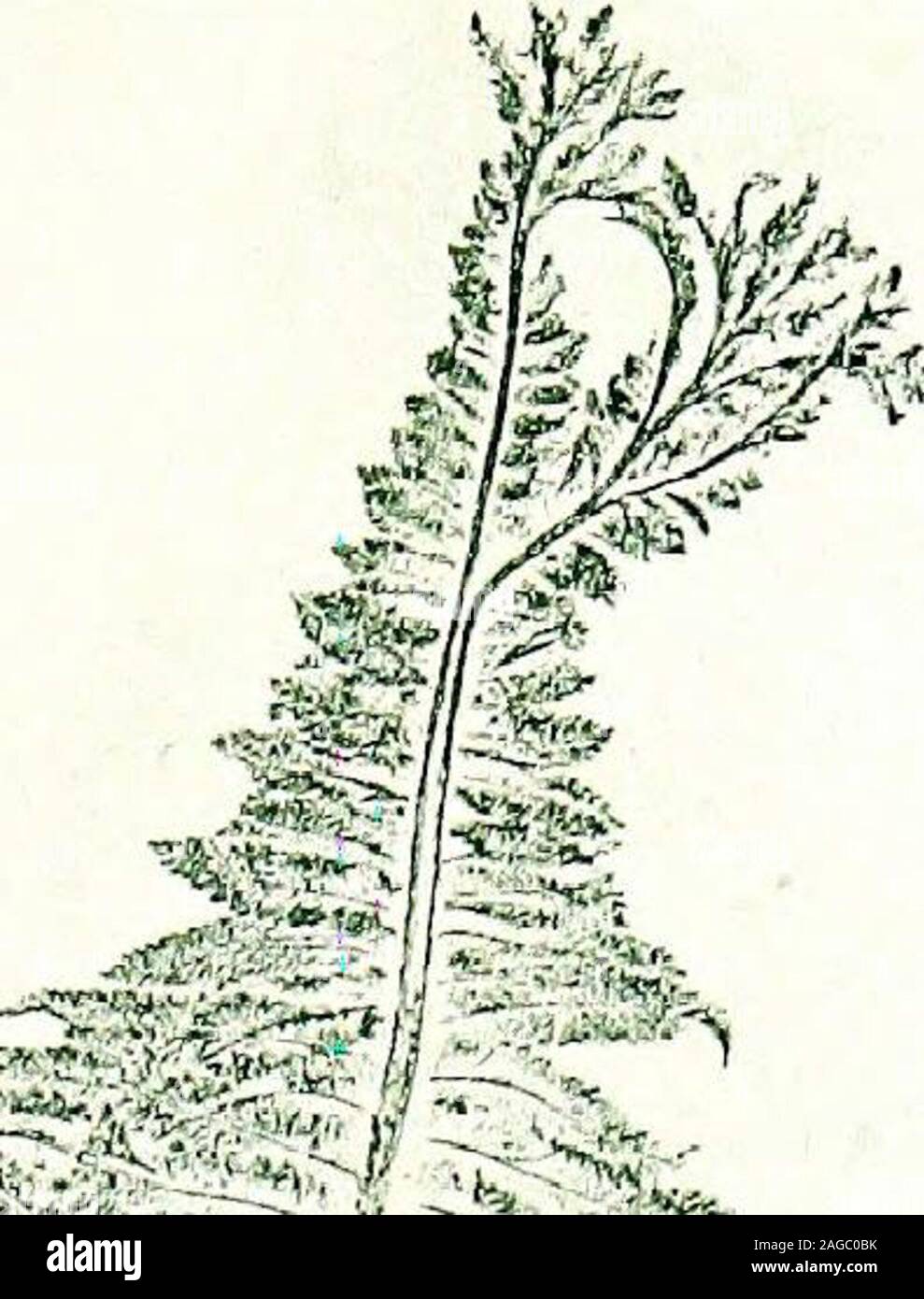 . British ferns and their varieties. original plant of L. ps.-mas crispa was found by the late Mr.F. W. Salter, of London, in Wales, and given by him to theHon. Mrs. Wrightson, of Warmsworth Hall, Doncaster. Mr. S.Appleby, of Balby, obtained a fertile frond, and raised a goodlybatch, of which 200 went to Foots Cray ; these were all perfectlytrue to character, as were all that have since been raised at FootsCray or anywhere else almost. Dr. Lyell, however, had in hisfirst batch of seedlings two remarkable deviations—crispa cristata,here figured, and crispa gracilis. Mr. E. J. Lowe has two other Stock Photo
