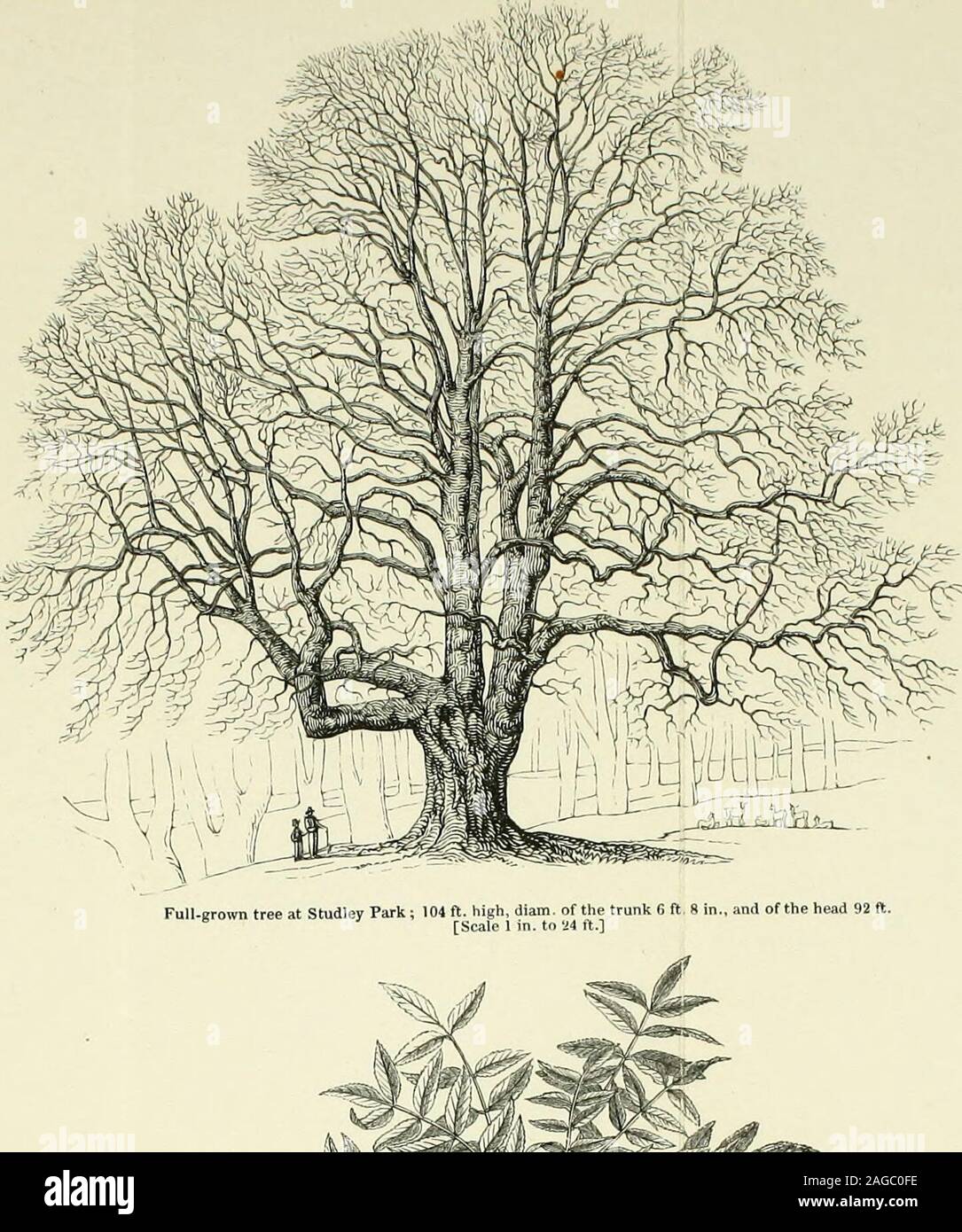 . Arboretum et fruticetum britannicum, or : The trees and shrubs of Britain, native and foreign, hardy and half-hardy, pictorially and botanically delineated, and scientifically and popularly described .... l-ull-grown tree in Kensington Gardens ; 75 ft. high, diam. of the trunk 4 ft. C, in . of the head 48 ft. [Scale 1 in. to 12 ft.] Frdxinus excelsior. The taller, or common. Ash.. r&- If ^ x^ Frdxinus excelsior pendula.The pendulous-irowc/^ri taller, or weeping common, Ash. 20! Stock Photo