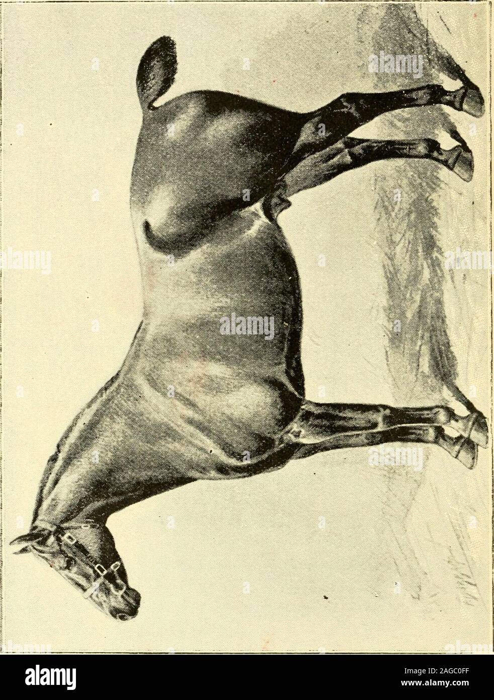 . The horse : its varieties and management in health and disease. book is thoroughly trustworthy, and can be recommended to anyfarmer with perfect confidence.—The Times. Price Is. each.THE HORSEOWNER AND STABLEMANS COMPANION ; or, Hints on the Selection, Purchase, and Management of theHorse. By George Armatage, M.R.C.V.S. {Fourth Edition.) To the proprietors of large stables, and to those who are in the practical manage-ment of them, Mr. Armatages advice will be valuable indeed, and will doubtlessresult in improvement and economy.—County Gentleman. HOW TO FEED THE HORSE, AVOID DISEASE, ANDSAVE Stock Photo