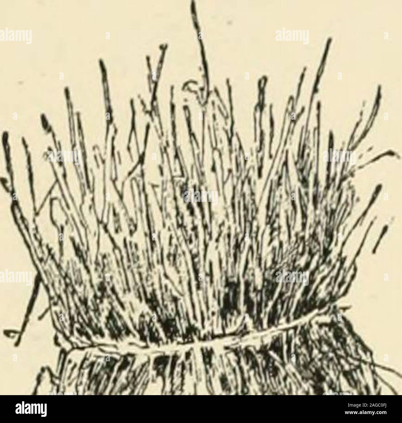 Hay trussing hires stock photography and images Alamy