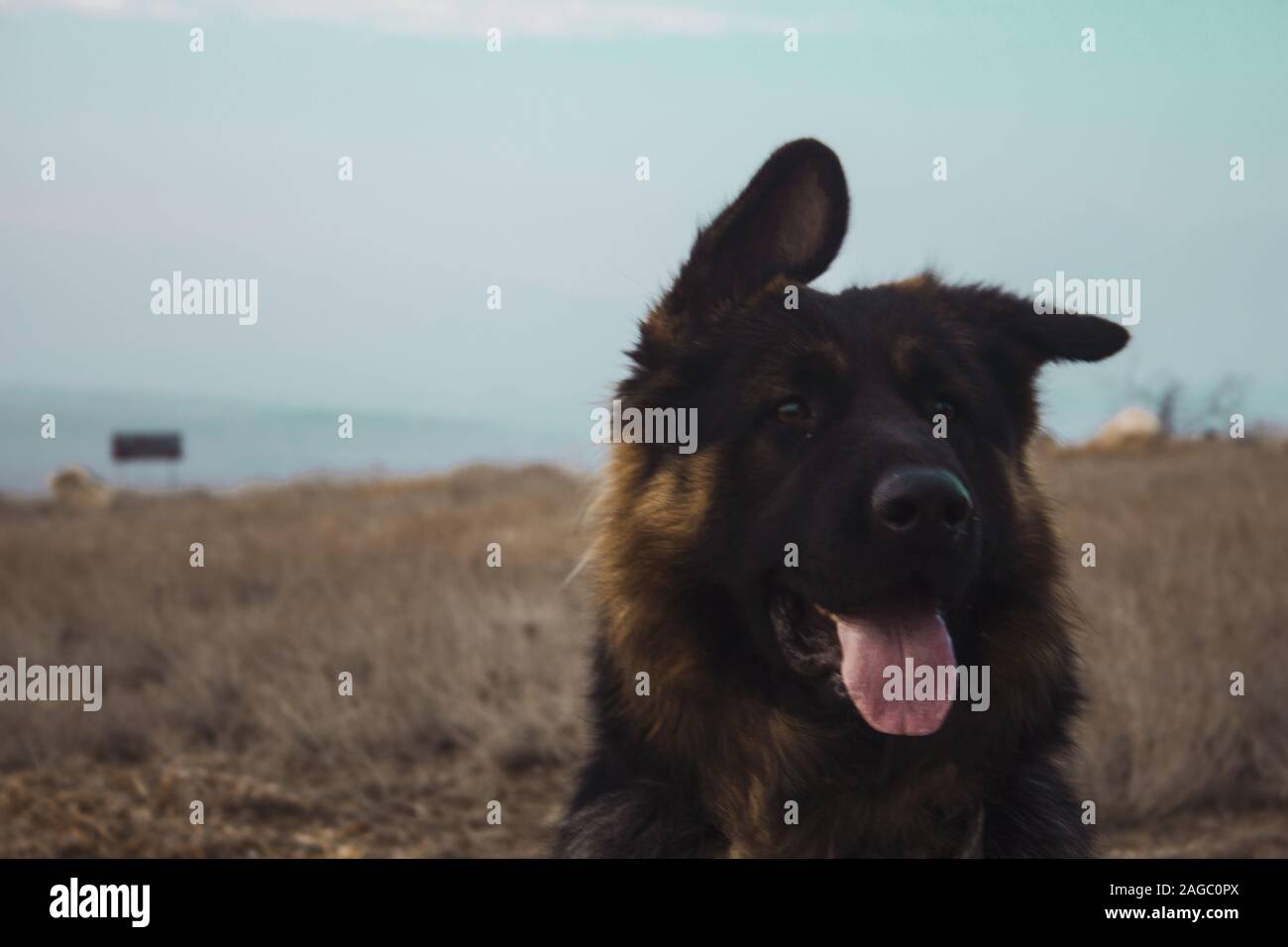 Closeup shot of an old black and brown german shepherd dog with its tongue out in a grassy field Stock Photo