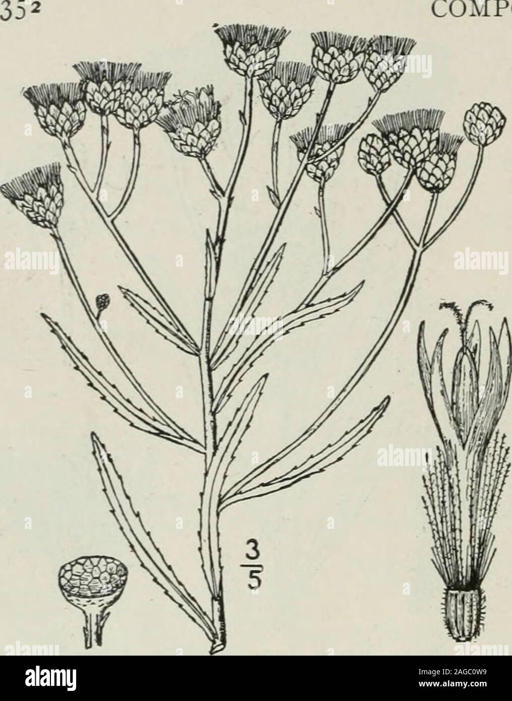 . An illustrated flora of the northern United States, Canada and the British possessions : from Newfoundland to the parallel of the southern boundary of Virginia and from the Atlantic Ocean westward to the 102nd meridian. COMPOSITAE. Vol. III. Vernonia altissima Nutt.Iron-weed. Fig. 4144. Tall Vernonia altissima Nutt. Gen. 2: 134. 1818.Vernonia maxima Small, Bull. Torr. Club 27 :280. 1900. Glabrous or nearly so, 5°-io° high. Leavesthin, lanceolate, sometimes broadly so, usu-ally long-acuminate, finely serrate, 4-i2long, ¥-iV wide, glabrous on both surfaces,or puberulent beneath; inflorescence Stock Photo
