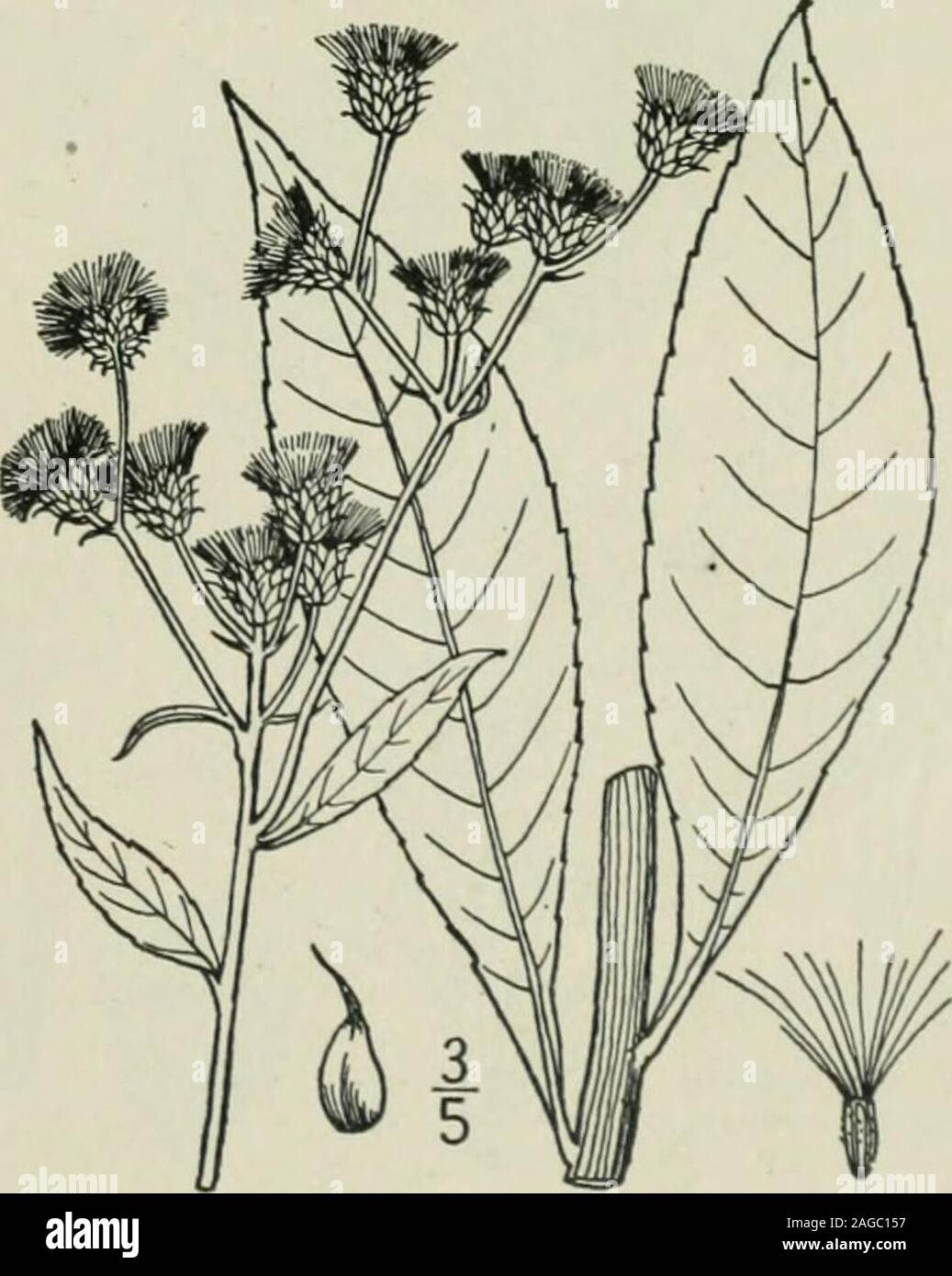. An illustrated flora of the northern United States, Canada and the British possessions : from Newfoundland to the parallel of the southern boundary of Virginia and from the Atlantic Ocean westward to the 102nd meridian. leaved Iron-weed. Fig. 4142. Serratula glauca L. Sp. PI. 818. 1753. Vernonia noveboracensis var. latifolia A. Gray, Syn. Fl. i: Part 2, 89. 1884.Vernonia glauca Britton, Mem. Torr. Club 5 : 311. 1894. Slender, glabrous or finely puberulent, 2°-5°high. Leaves thin, the lower broadly oval orslightly obovate, sharply serrate, acute or acu-minate, 4-7 long, i-2i wide, the upper n Stock Photo