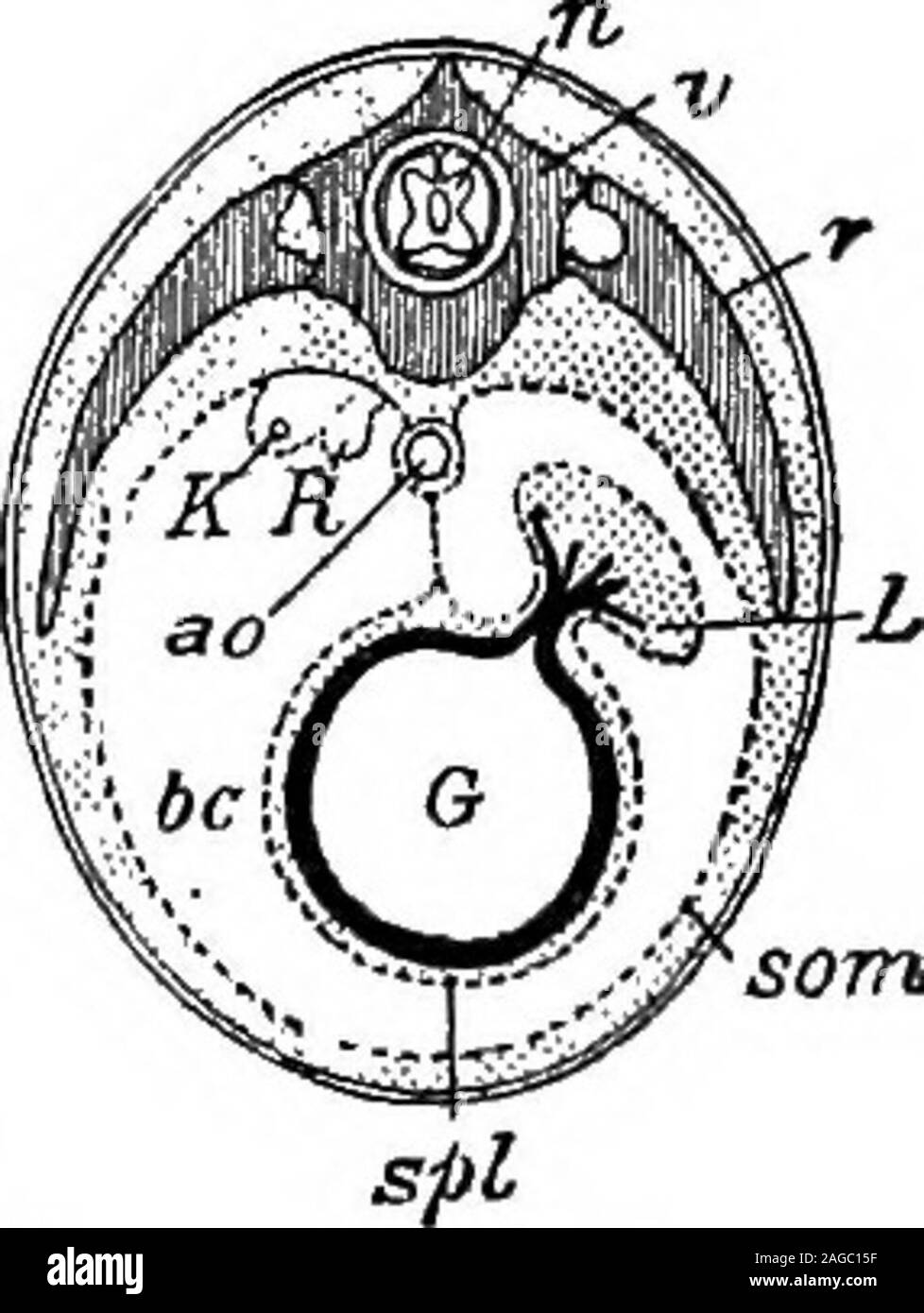 . Outlines of zoology. Fig. 355.—Fore-limb and hind-limb compared. H., Humerus;  7?., radius; U,, ulna; r,, radiale ; u., ulnare; C, distalcarpals united to carpo-metacarpus; CC, the whole carpal region;MC.I., metacarpal of the thumb; /., phalanx of the thumb ; MC.IF.^second metacarpus; //., second digit; MC.IIl., third metacarpus;///., third digit. P., femur; T.T., tihio-tarsus; Ft., fibula; Pi.,proximal tarsals united to lower end of tibia ,dt., distal tarsals unitedto upper end of tarso-metatarsus (T.MT.); T., entire tarsal region;MT.I., first metatarsal, free ; /.-/F.,toes. are usually wel Stock Photo