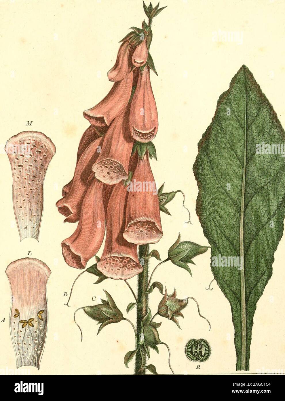 . Herbier de la France; ou, Collection complette des plantes indigenes de ce royaume; avec leurs proprits, et leurs usages en medecine. EA JTJS QTTLiSlvIE D OREE . ixob fr ., JT^oscjamus Aia:eiS .Z..iI. J.wJirjn^^, .nS-r. TOUT, hefhe hùiVimielle ijin fleurit stœ la/inde Vête,dans Ie,r chtTmptf, ^ntr le Jicrrd de^ e^em^nc. TIOFjS velue., ur/wijje^e^ heaite.s de Sa 21 pouces  ÏEEURS eempleltes, cahee dime .cadepièce ù 5 JinùitTic, eejv/Ie menepéhile,irreciuha^e, a S aece&lt;icpiaes, P élairiznes, i pufhi, ovaire J,zn,: la corolle ? FRUIT S e,ifile wiile --aiuirre, soia^mtcoineime leeUli.aihV Stock Photo