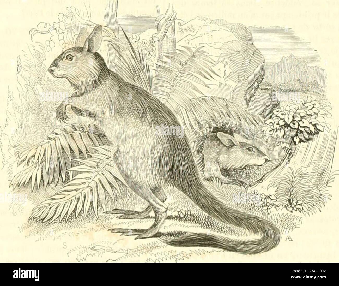 Queue De Rat High Resolution Stock Photography And Images Alamy