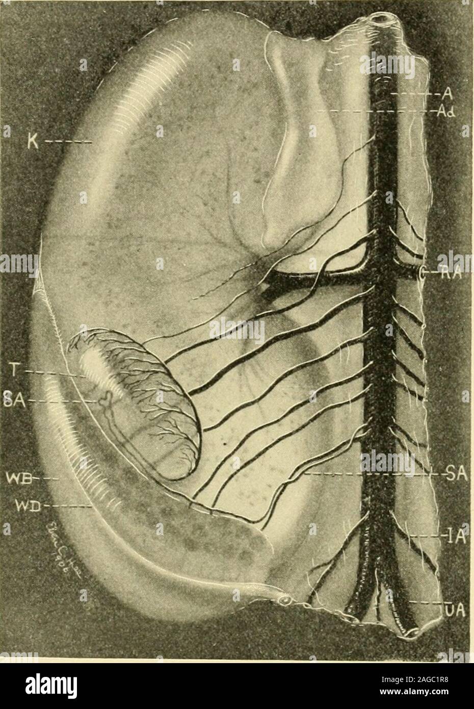 . The American journal of anatomy. most decided lengthening accom-panied by more marked convolutions. A similar condition is not foundin the human embryo, nor to such marked extent in the mouse of thisstage. Microscopic sections demonstrate the capsular artery branching witha certain definite regularity on the surface of the gland, and sendingminute arteries into the substance of the testis. A thick section showsthese vessels entering perpendicularly and giving off branches whichform capillary anastomoses around the medullary cords. Clark, J. G.: The Origin, Development, and Degeneration of th Stock Photo