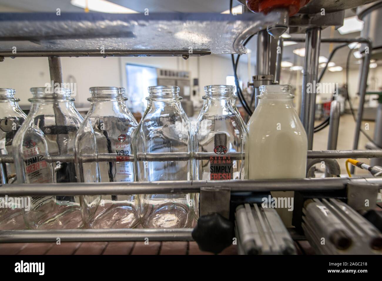 Milk being bottled at Kilby Cream, Colora, MD Stock Photo Alamy