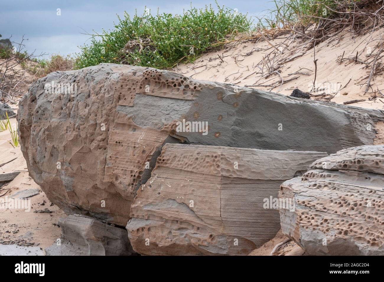 Newcastle, Australia - December 10, 2009: Huge beige and gray layered rocks lost in the sand of dunes with some green weeds on top. Small patch of blu Stock Photo