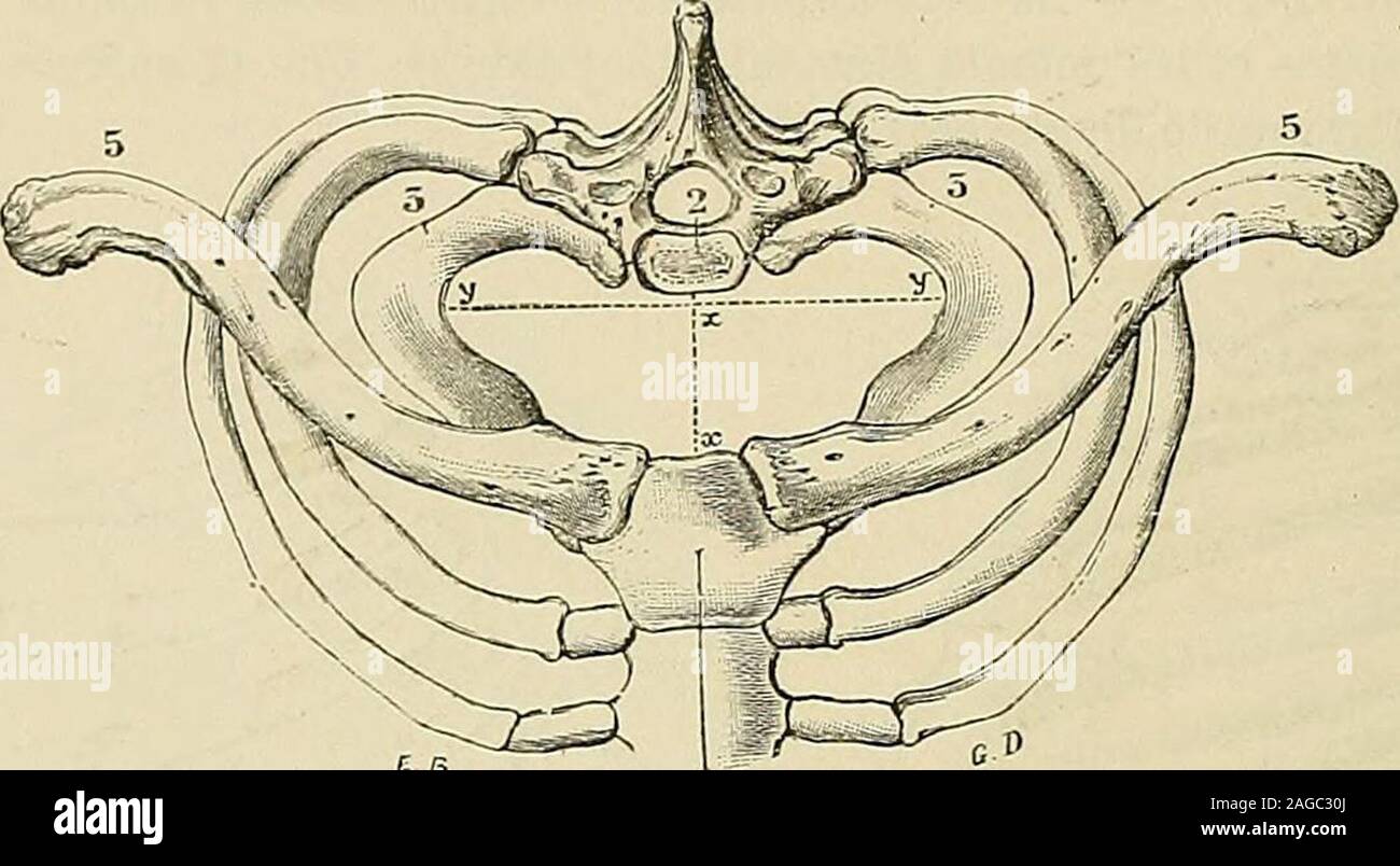 . Traité d'anatomie humaine : anatomie descriptive, histologie, développement. ation à lattitude bipède. c. Faces latérales. — Les faces latérales, formées comme sur la surface exté-rieure par les côtes et par les espaces intercostaux, sont concaves et fortementinclinées de haut en bas et de dedans en dehors. 3° Sommet du thorax. — Le sommet ou circonférence supérieure du thorax(fig. 83) est constitué, en avant par la fourchette sternale, en arrière par le corpsde la première vertèbre dorsale, sur les côtés par le bord interne de la premièrecôte. Il représente un orifice elliptique à grand dia Stock Photo
