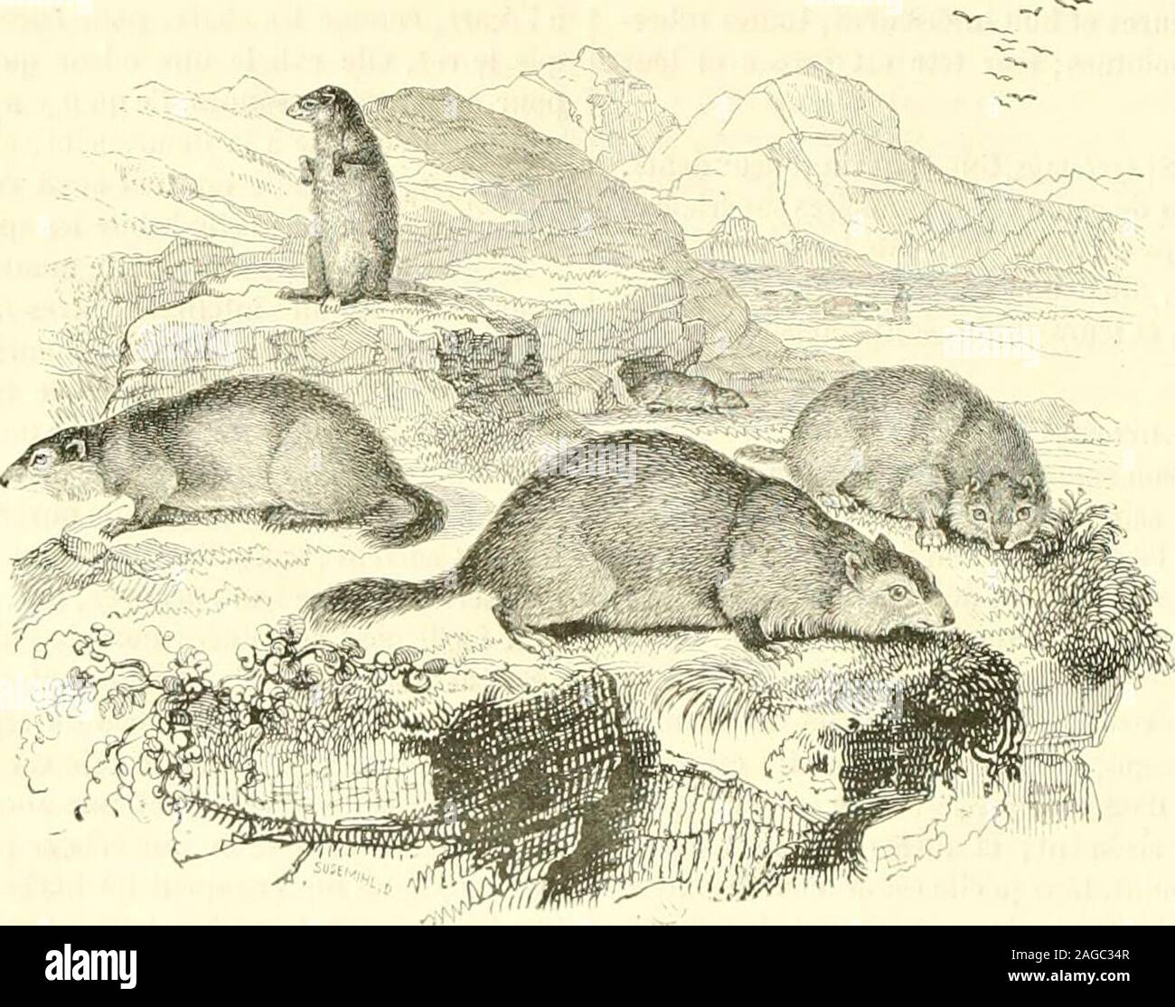 faune vertébrée, image size:1300x1114