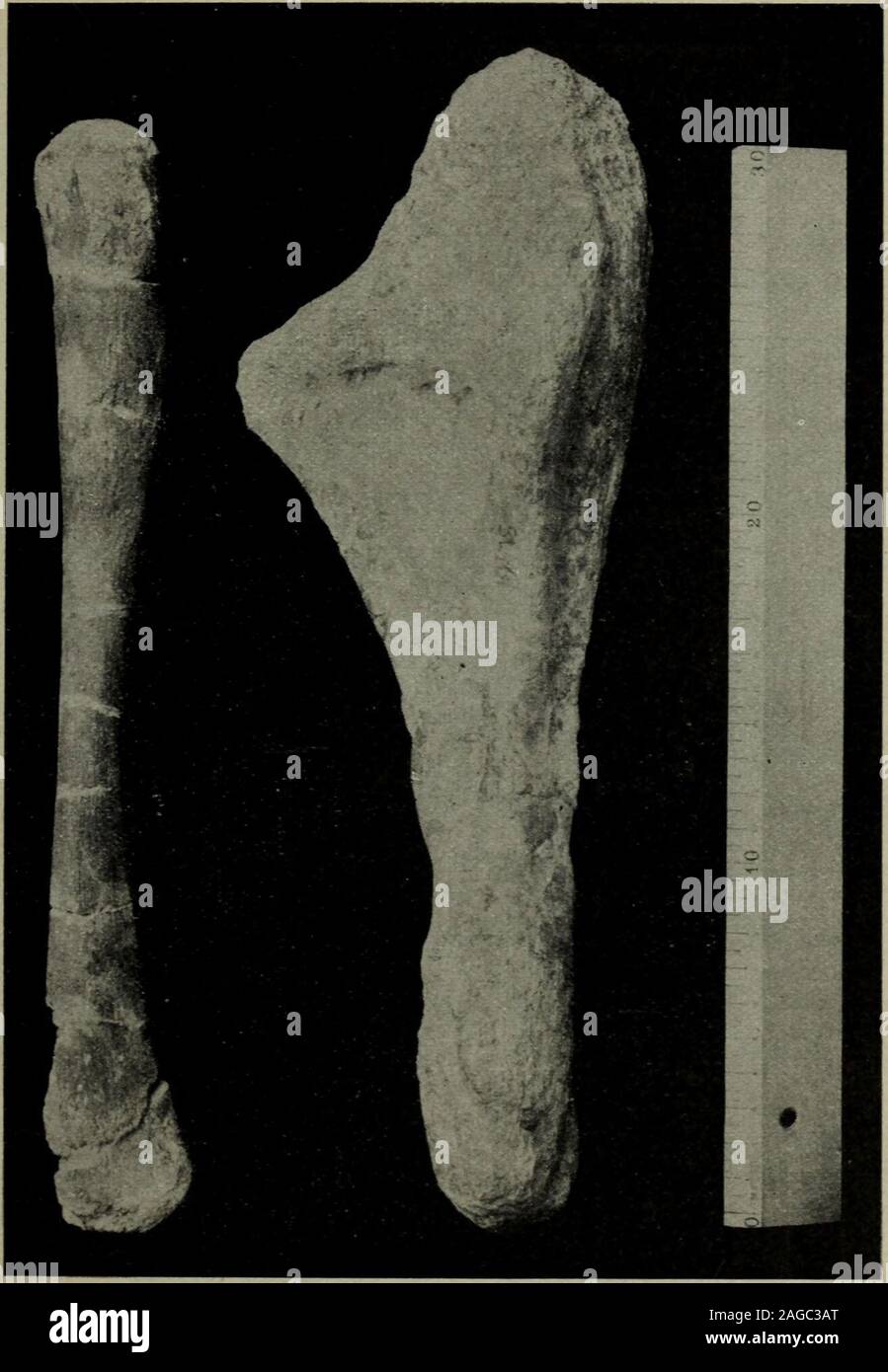 . Sitzungsberichte der Gesellschaft Naturforschender Freunde zu Berlin. Fig. 4. Linker Humerus (St 106), Rückansicht. saurus findet dagegen gerade in dieser Beziehung eine bemerkens-werte Annäherung statt. Einige kleinere Platten sind ja auch in Englandgefunden und auf Omosaurus bezogen worden. Ob mit Recht, ist Kentrosaurus aethiopicus der Stegosauride des Tendaguru. 231 ungewiß, da sie nie in erkennbarem Zusammenhange mit größerenSkeletkomplexen aufgetreten sind. Insgesamt wäre der Zustand. Fig. 5. Rechte Fibula (St 297). Linke Ulna (St 461), Vorderansieht. da aber ein ähnlicher wie am Tenda Stock Photo